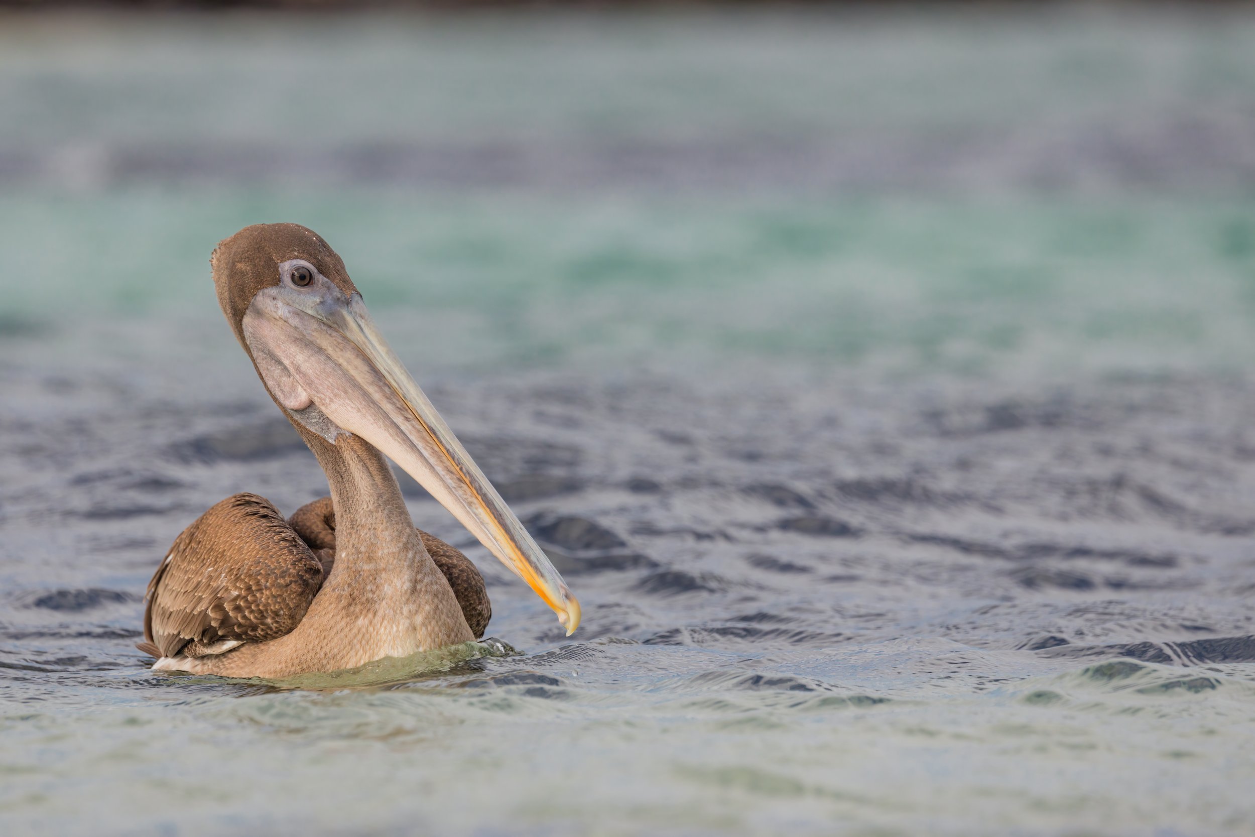 Brown Pelican. Galapagos, Ecuador (Oct. 2023)