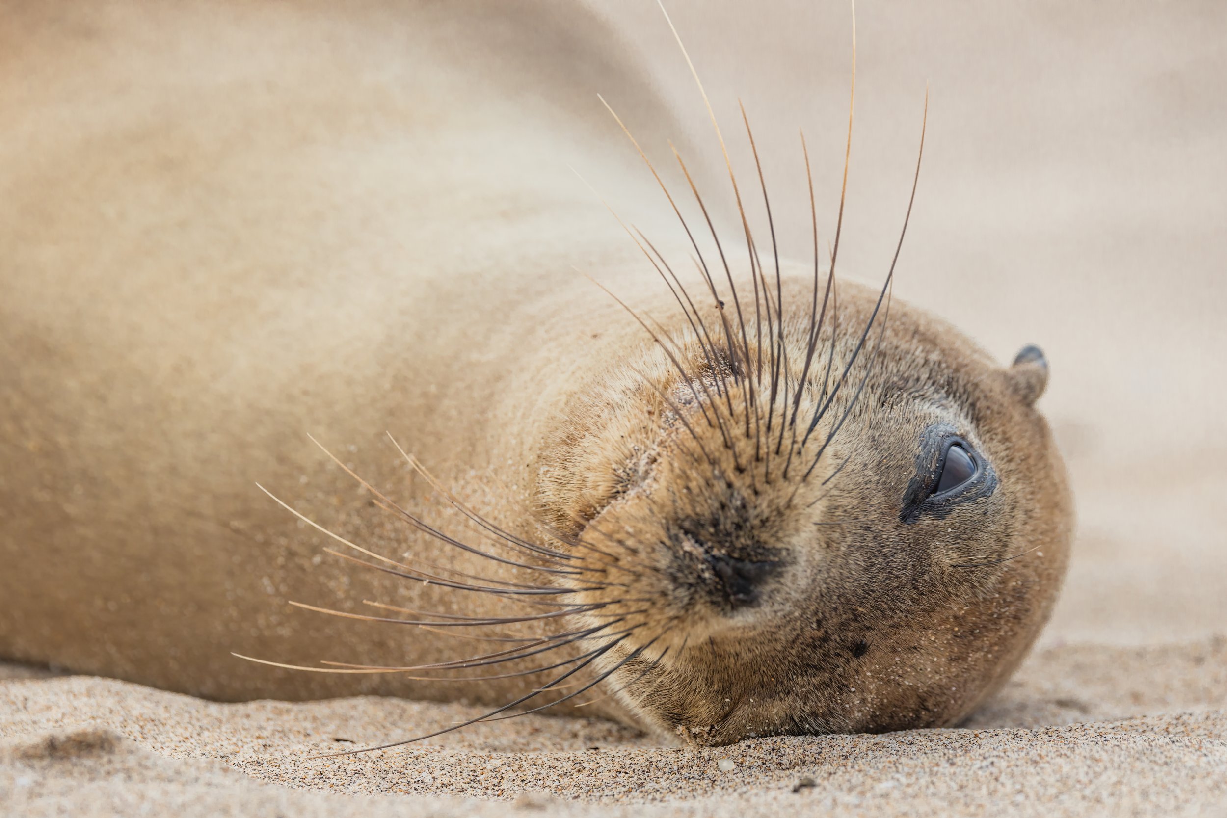 Sea Lion. Galapagos, Ecuador (Oct. 2023)