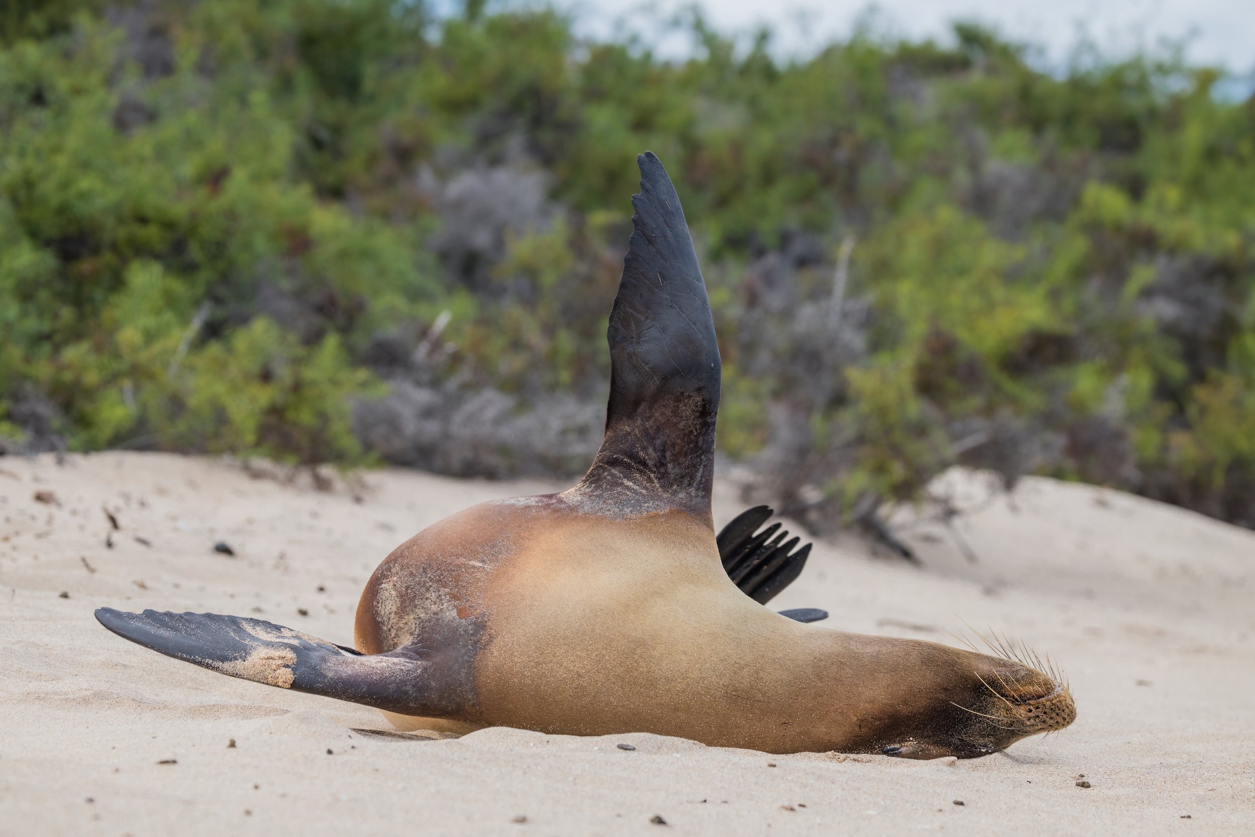 Sea Lion. Galapagos, Ecuador (Oct. 2023)