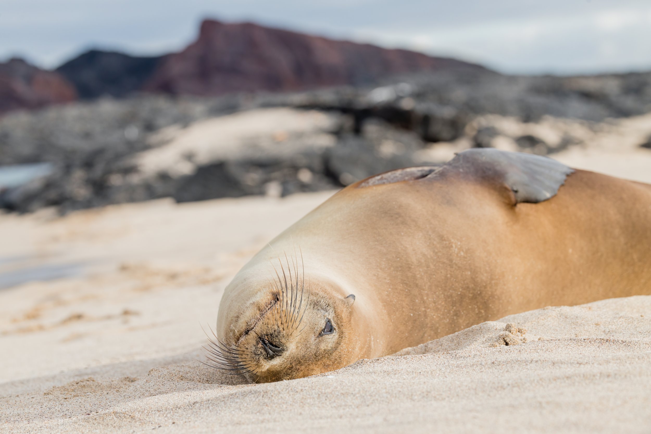 Sea Lion. Galapagos, Ecuador (Oct. 2023)