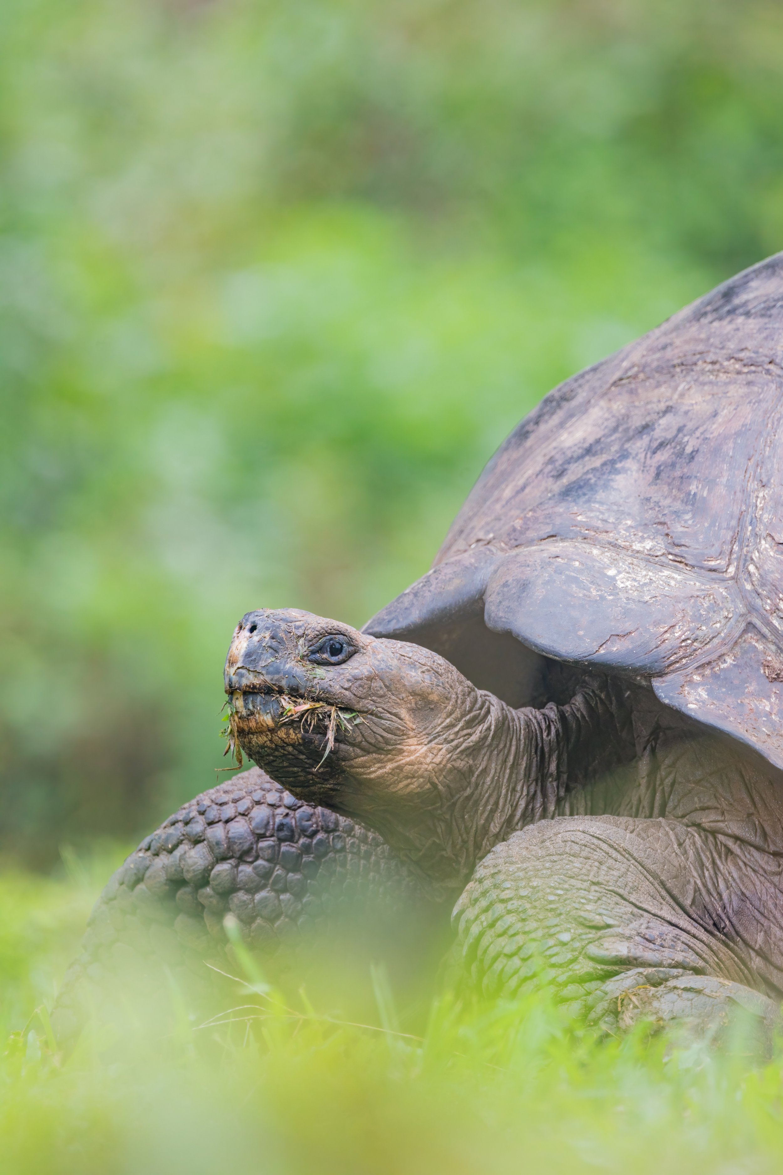 Giant Tortoise. Galapagos, Ecuador (Oct. 2023)