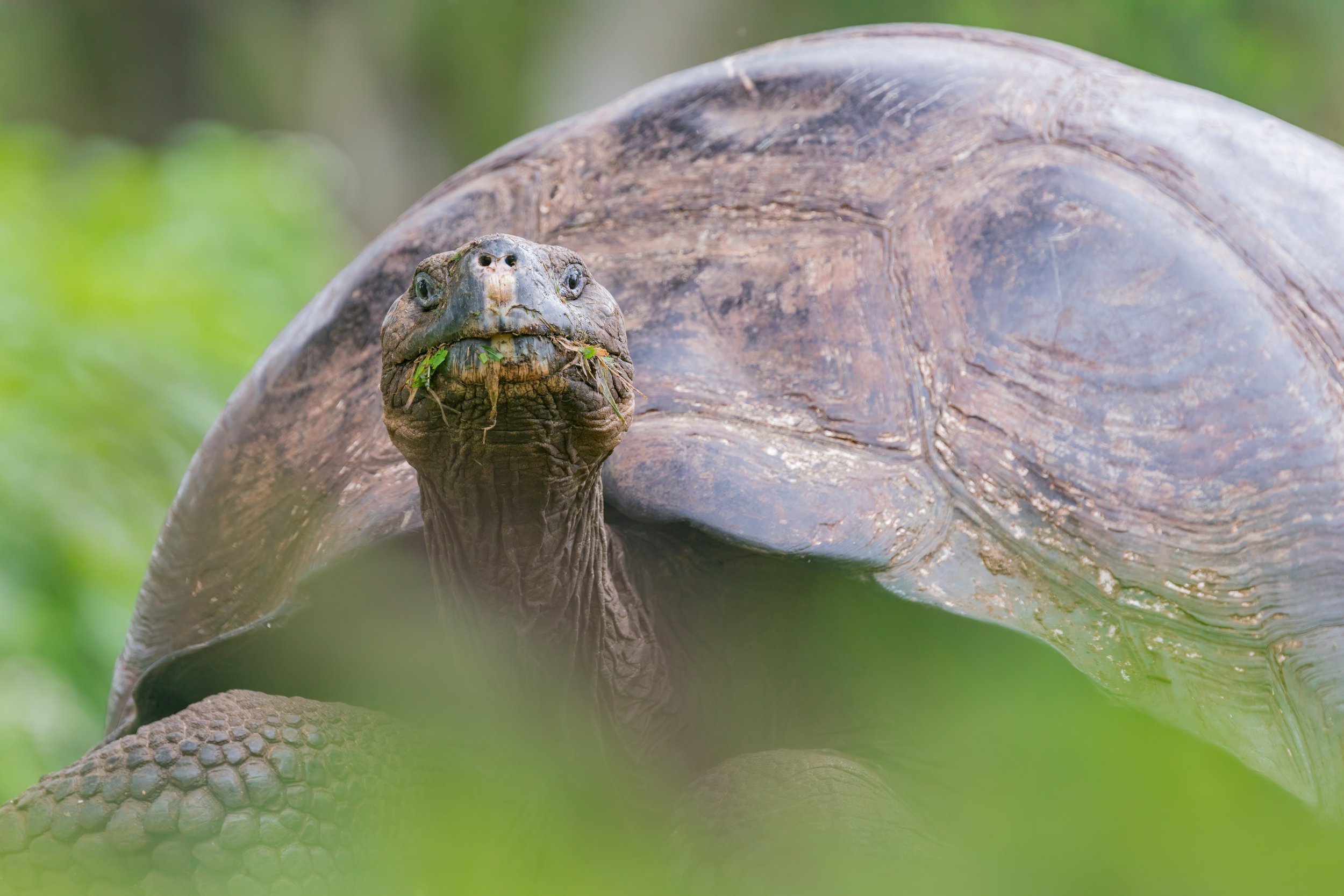 Giant Tortoise. Galapagos, Ecuador (Oct. 2023)