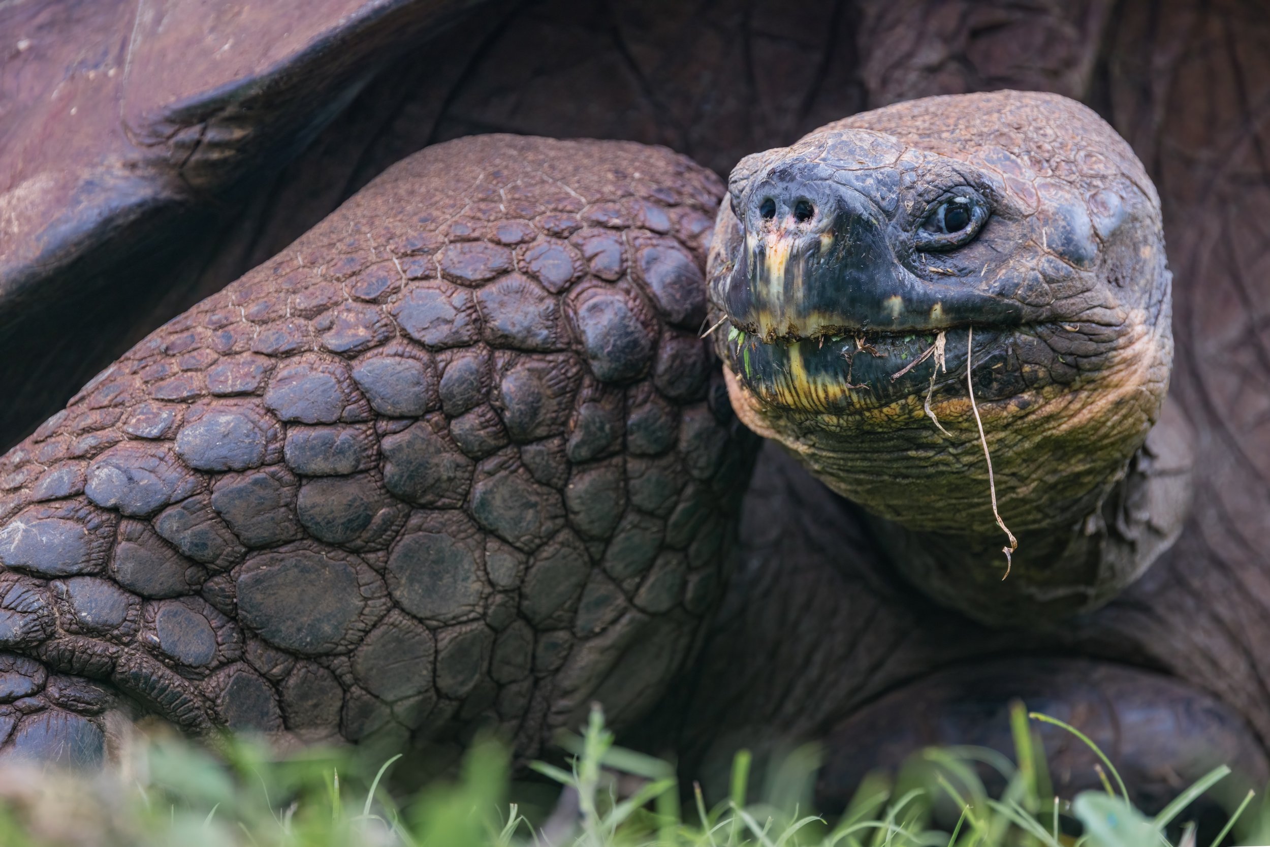 Tortoise Portrait. Galapagos, Ecuador (Oct. 2023)