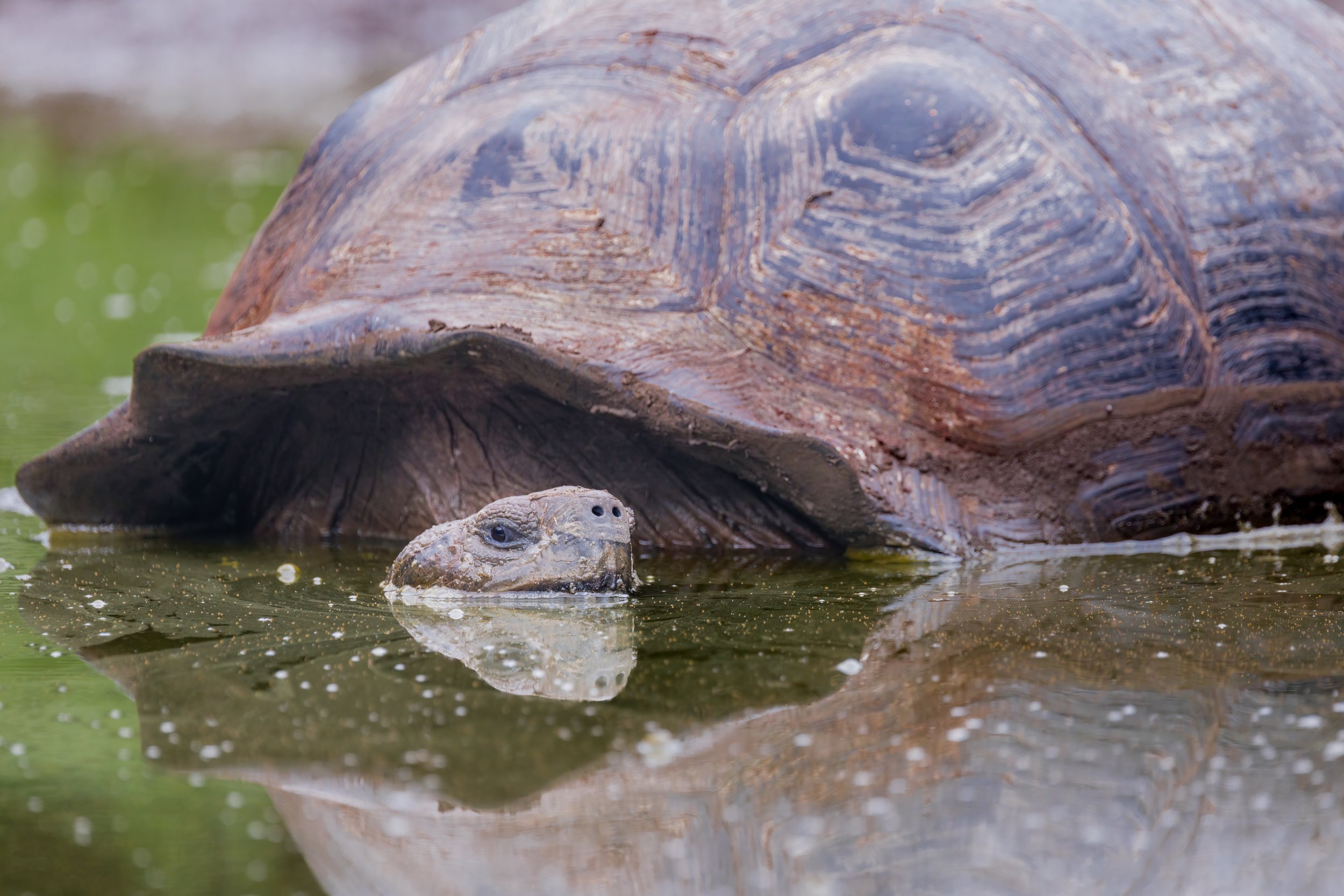 Giant Tortoise. Galapagos, Ecuador (Oct. 2023)