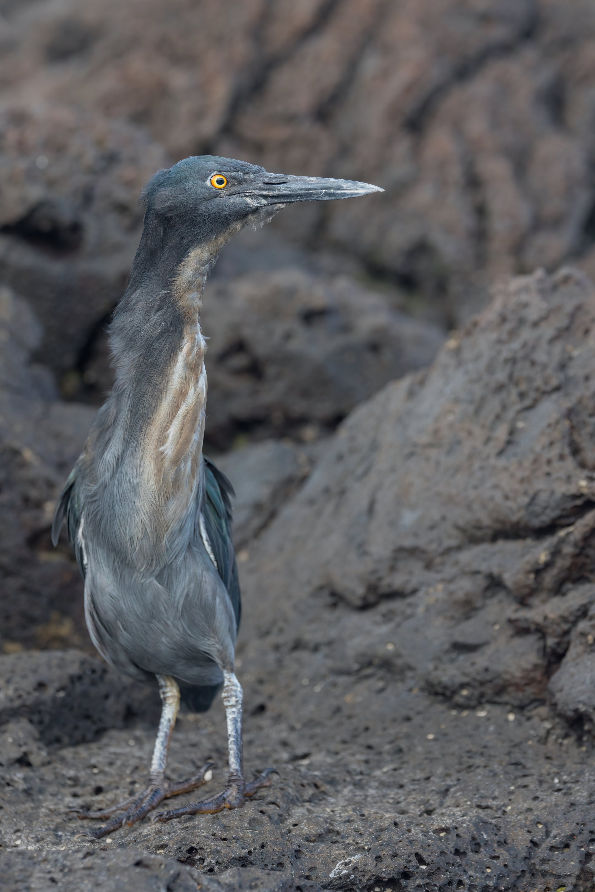 At Attention. Galapagos, Ecuador (Oct. 2023)