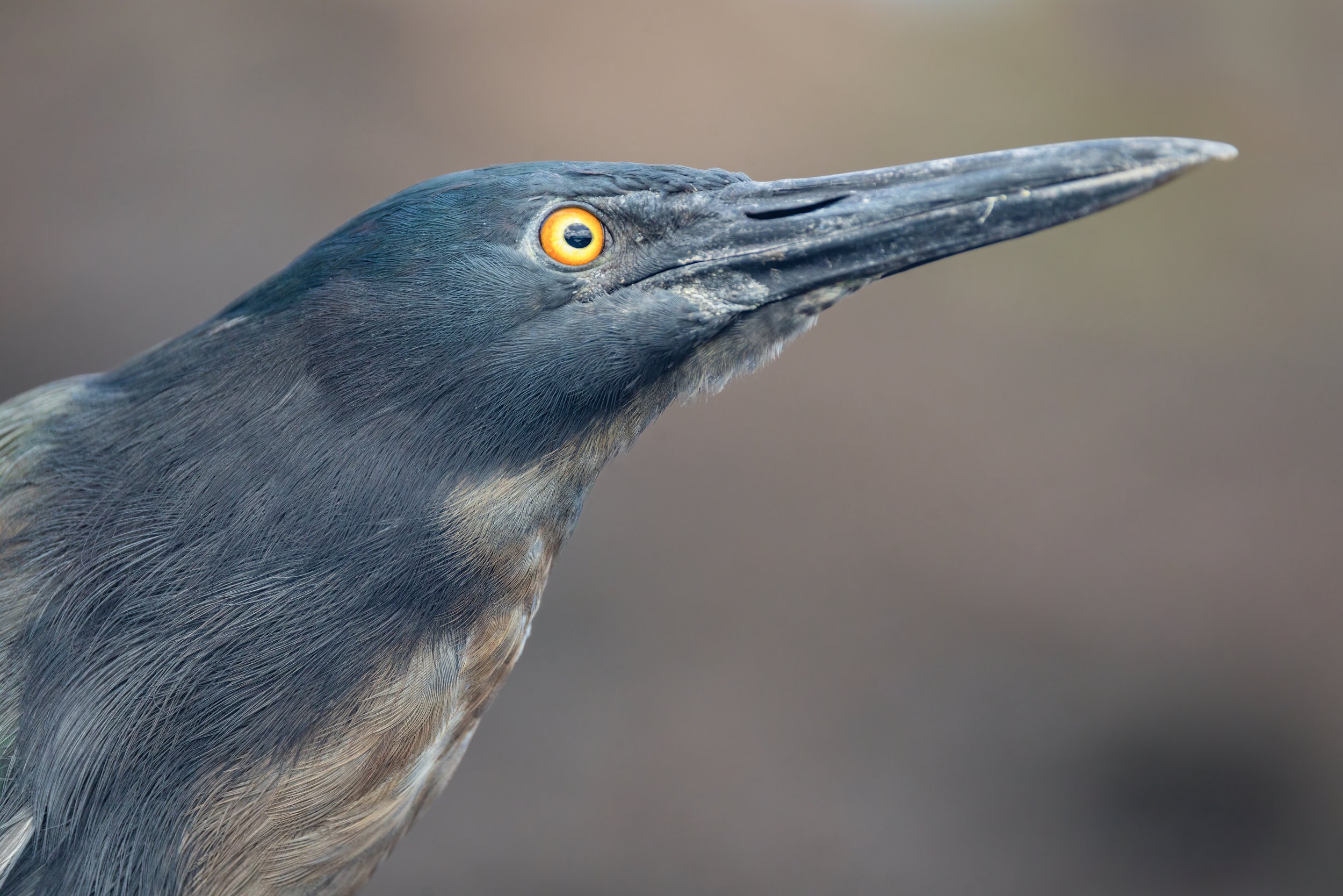 Lava Heron. Galapagos, Ecuador (Oct. 2023)