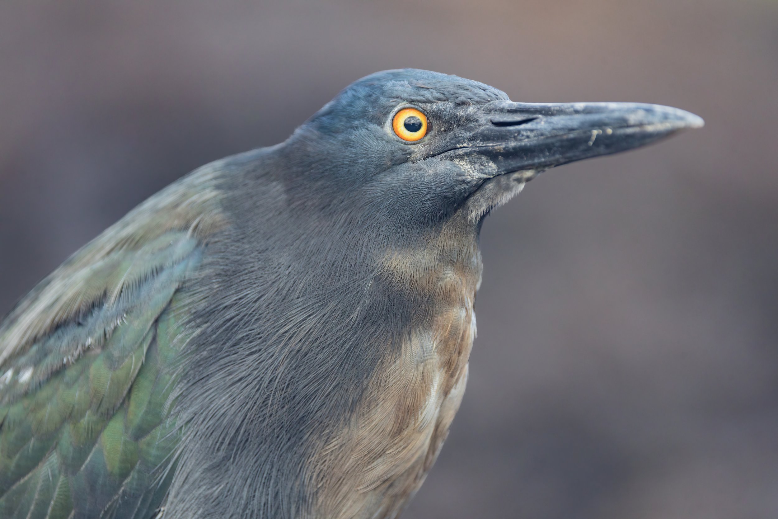 Lava Heron. Galapagos, Ecuador (Oct. 2023)