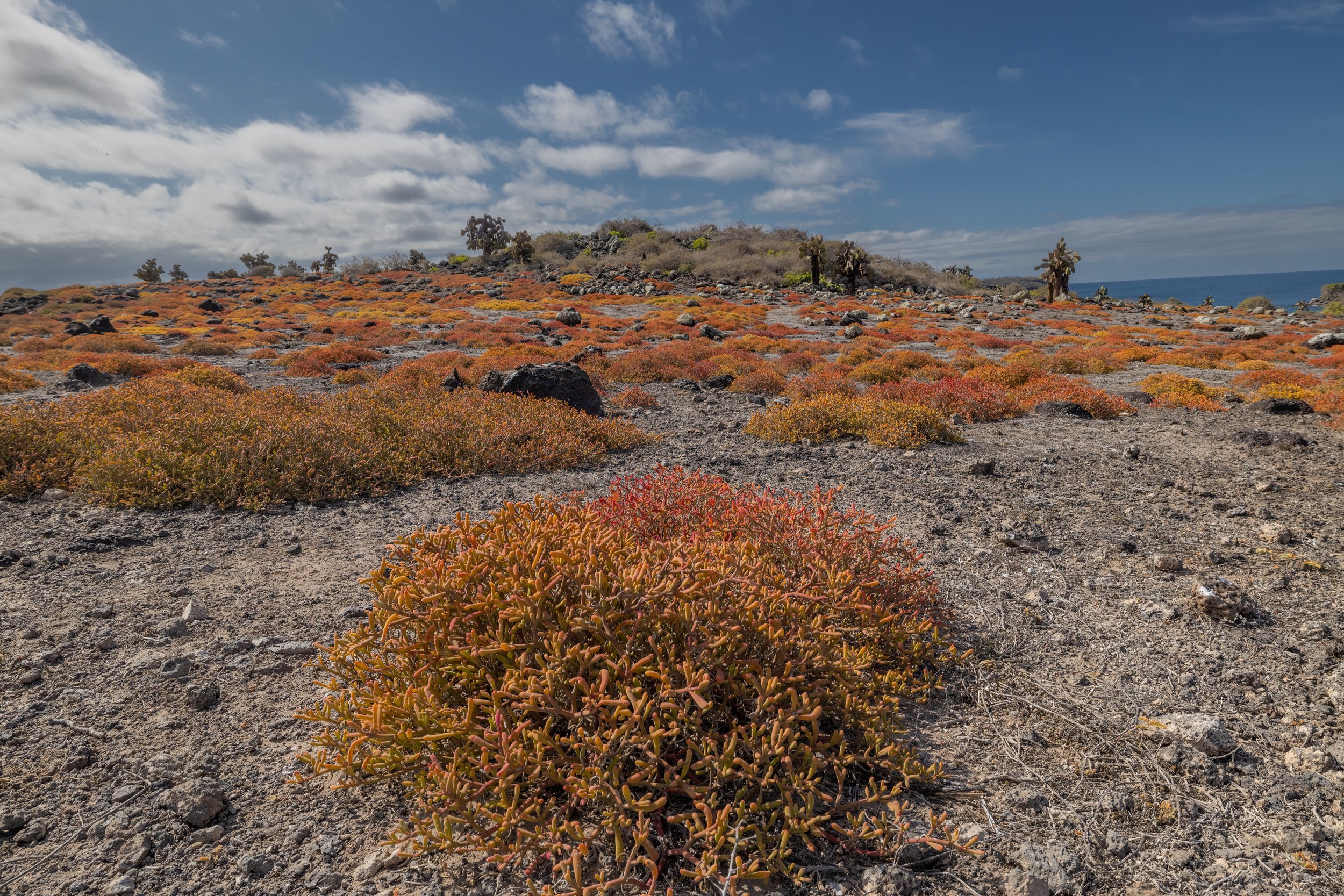 Sesuvium. Galapagos, Ecuador (Oct. 2023)