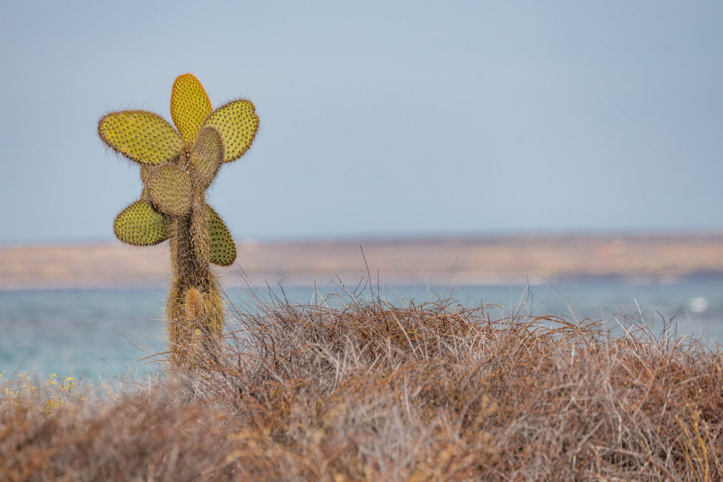 Plaza Cactus. Galapagos, Ecuador (Oct. 2023)