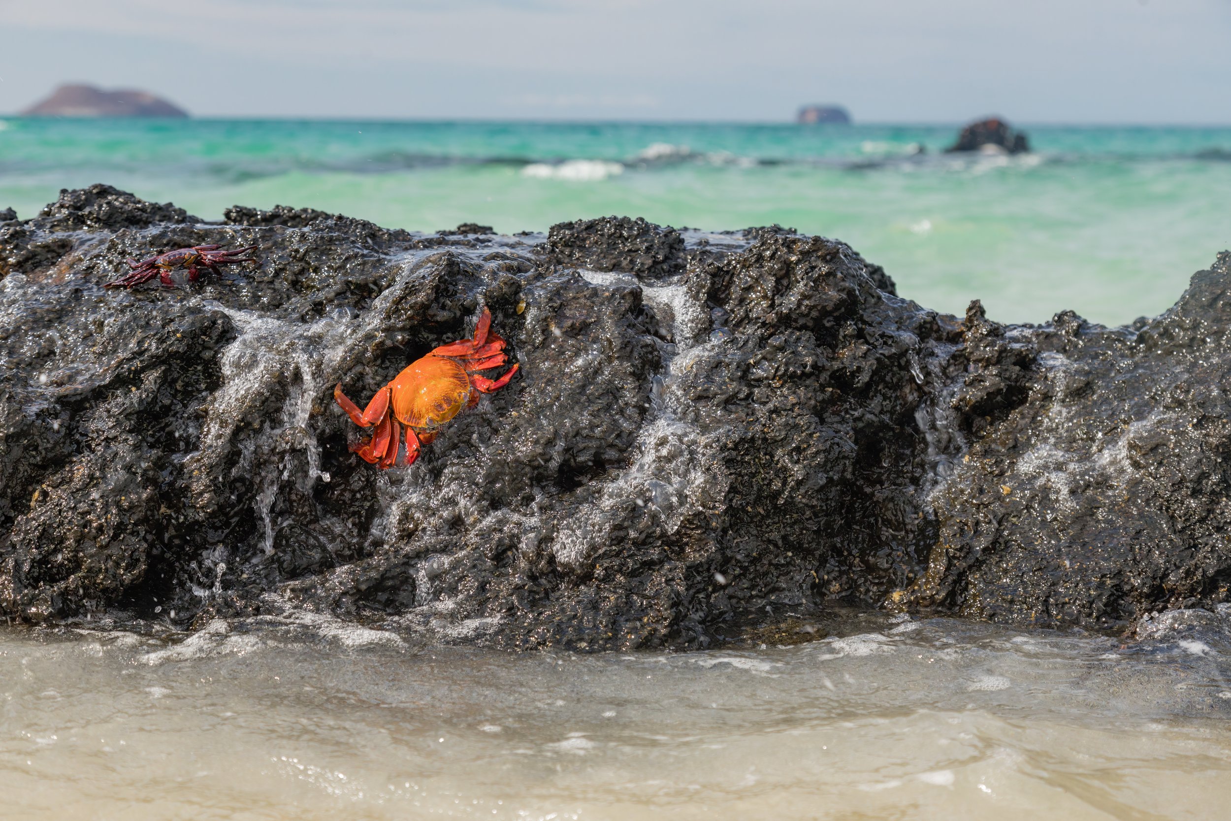 At The Barricade. Galapagos, Ecuador (Oct. 2023)