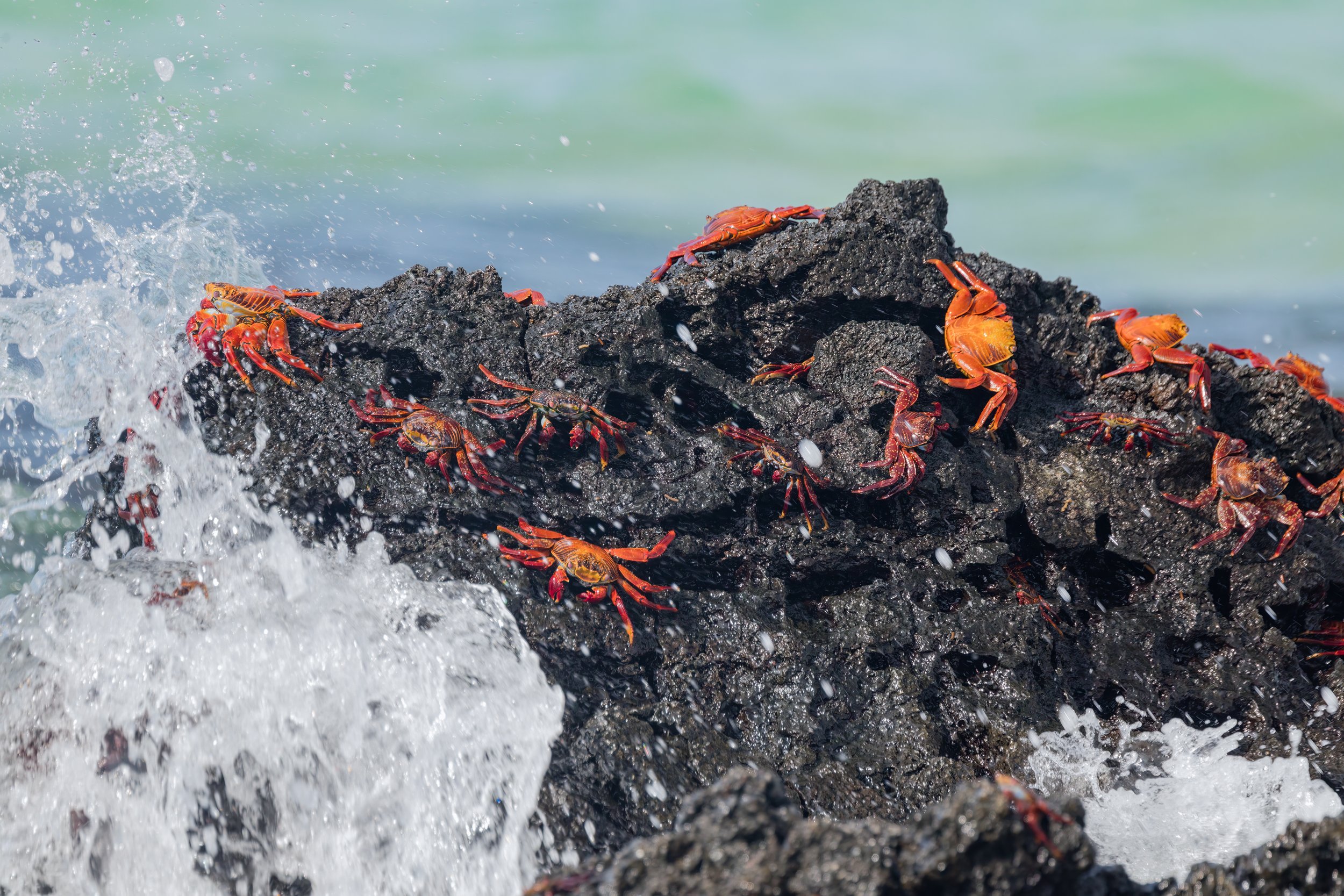 Sally Lightfoot Crabs. Galapagos, Ecuador (Oct. 2023)