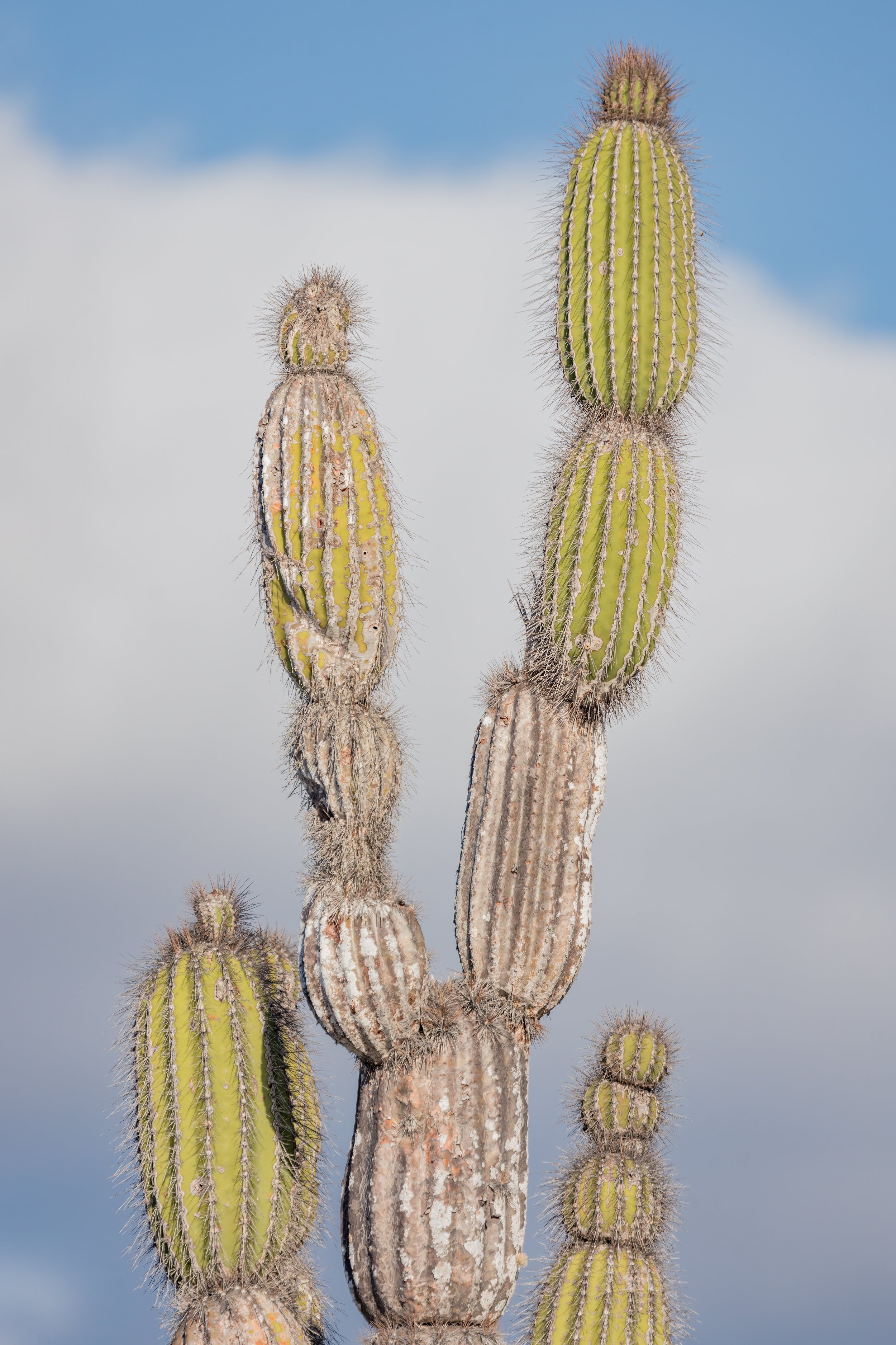 Prickly. Galapagos, Ecuador (Oct. 2023)