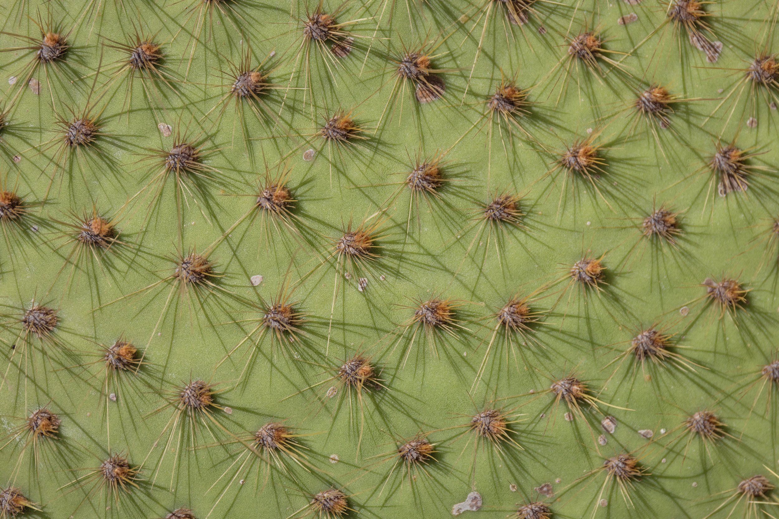 Cactus Detail. Galapagos, Ecuador (Oct. 2023)