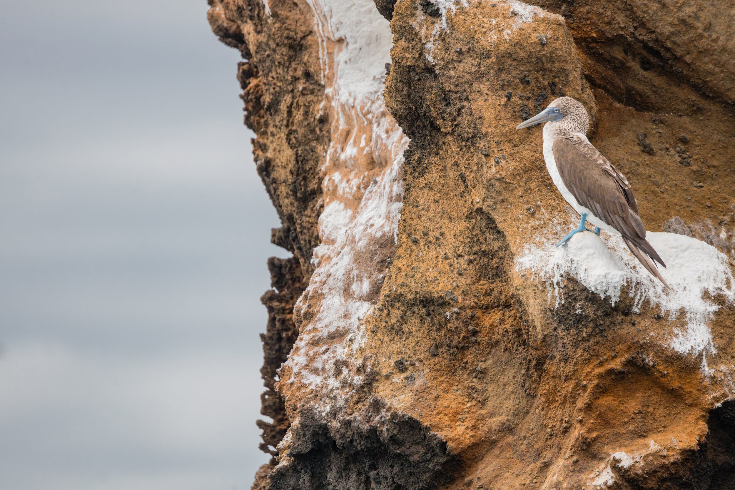 Blue-Footed Booby. Galapagos, Ecuador (Oct. 2023)