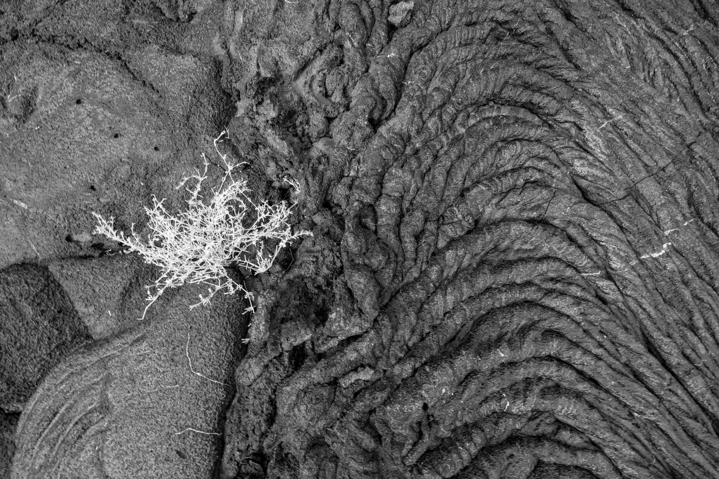 Lava Detail. Galapagos, Ecuador (Oct. 2023)