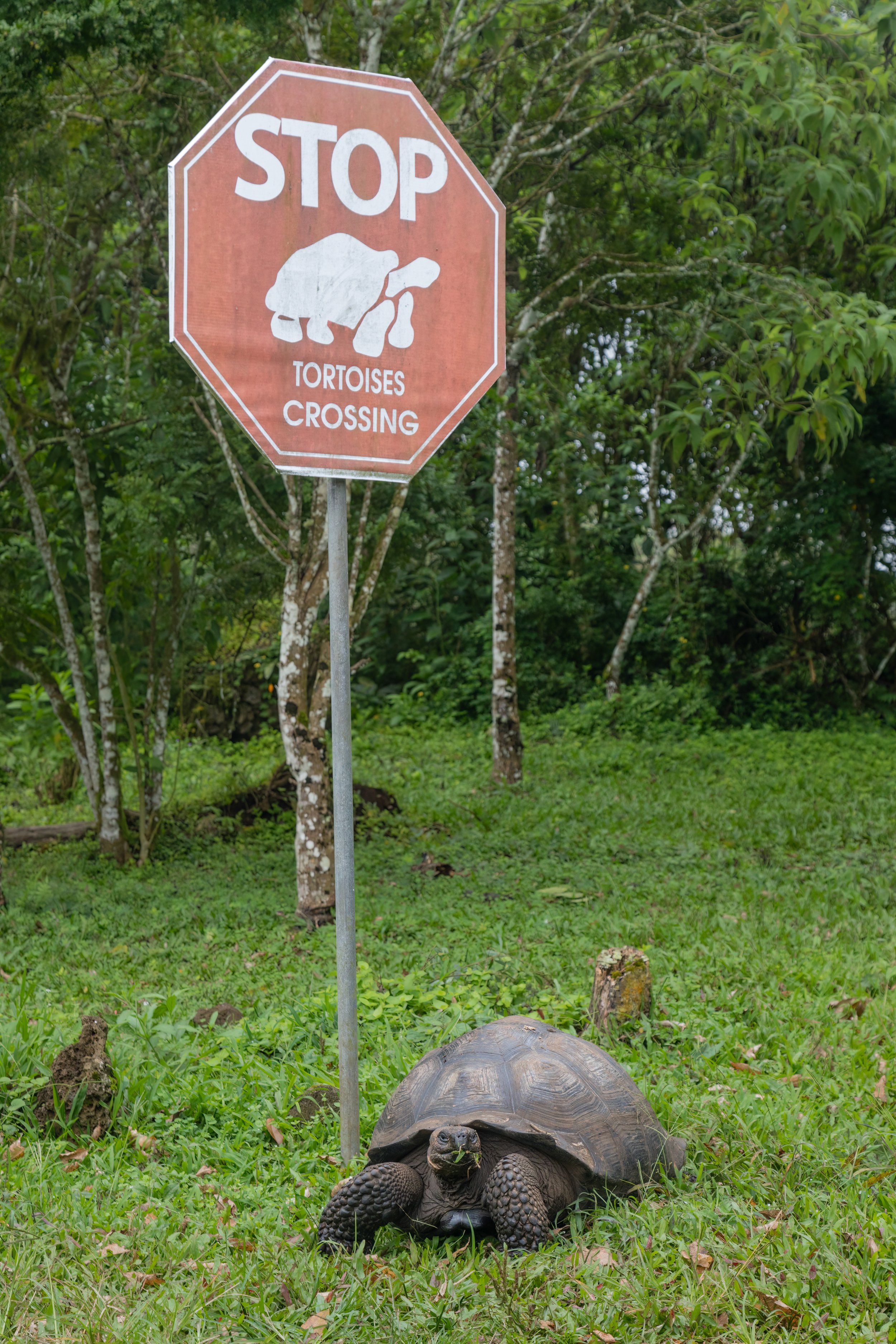 Tortoise Crossing. Galapagos, Ecuador (Oct. 2023)