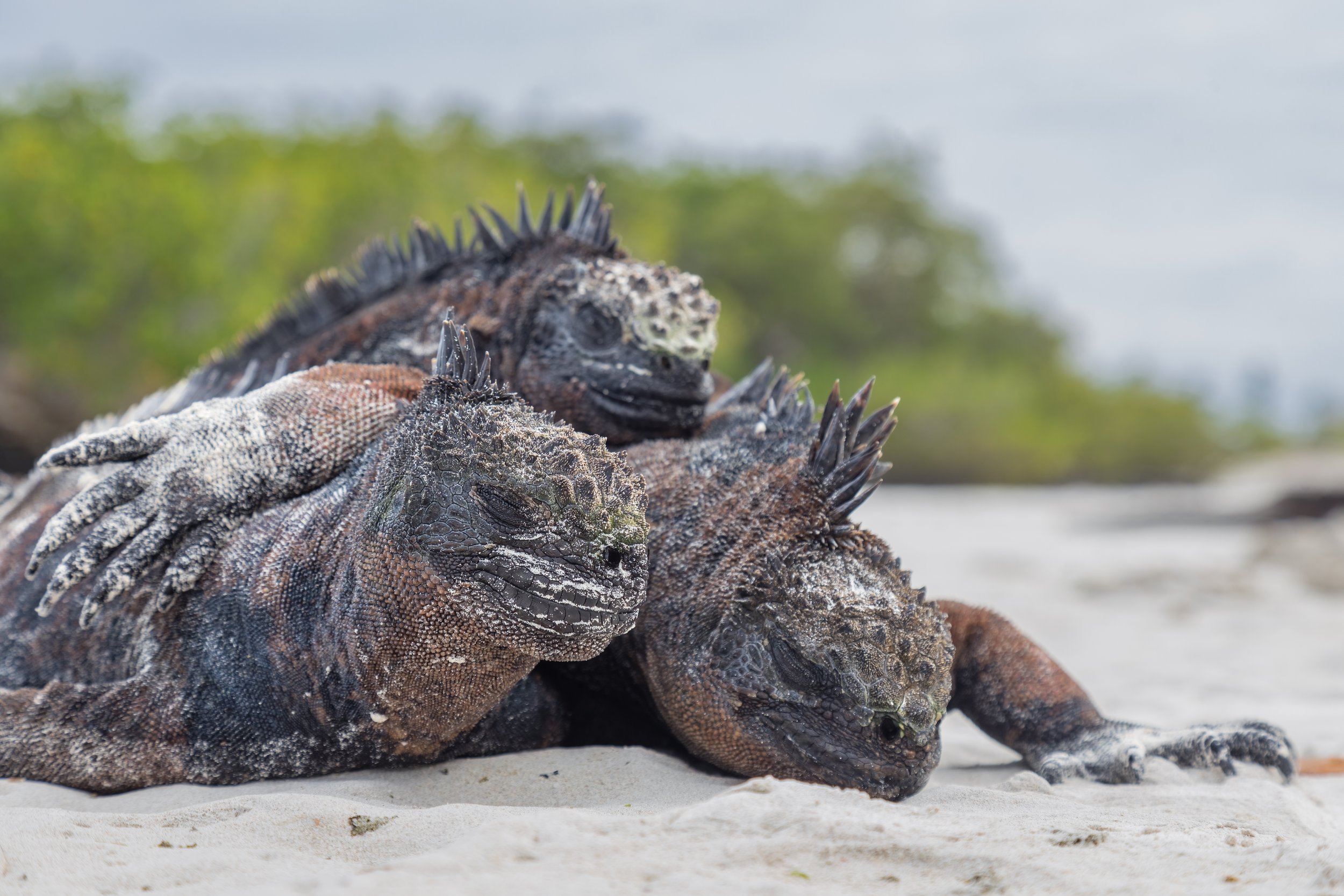 Salty Trio. Galapagos, Ecuador (Oct. 2023)