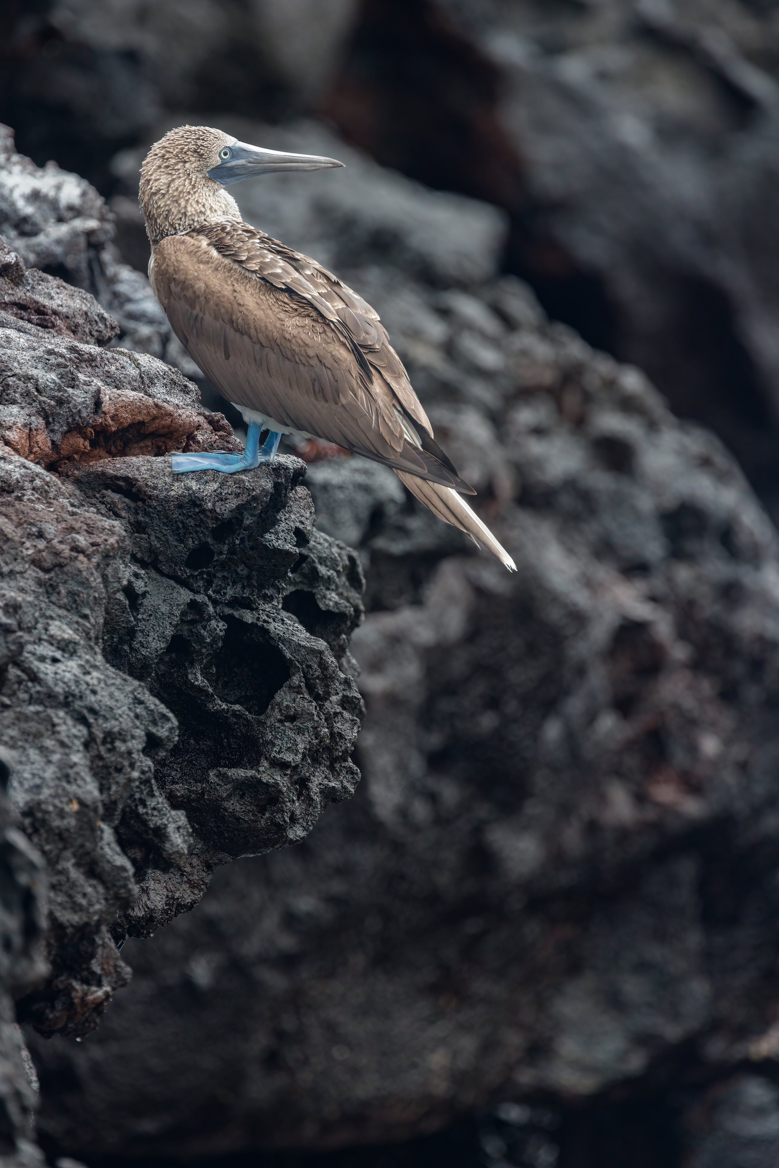 On Edge. Galapagos, Ecuador (Oct. 2023)