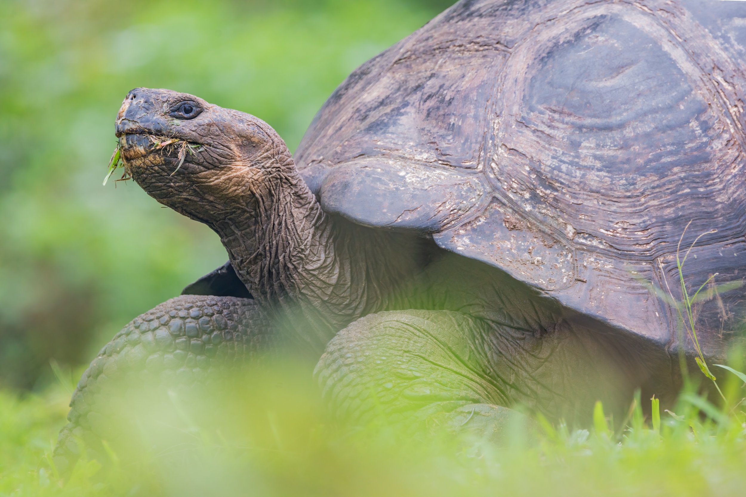 Slow And Steady. Galapagos, Ecuador (Oct. 2023)