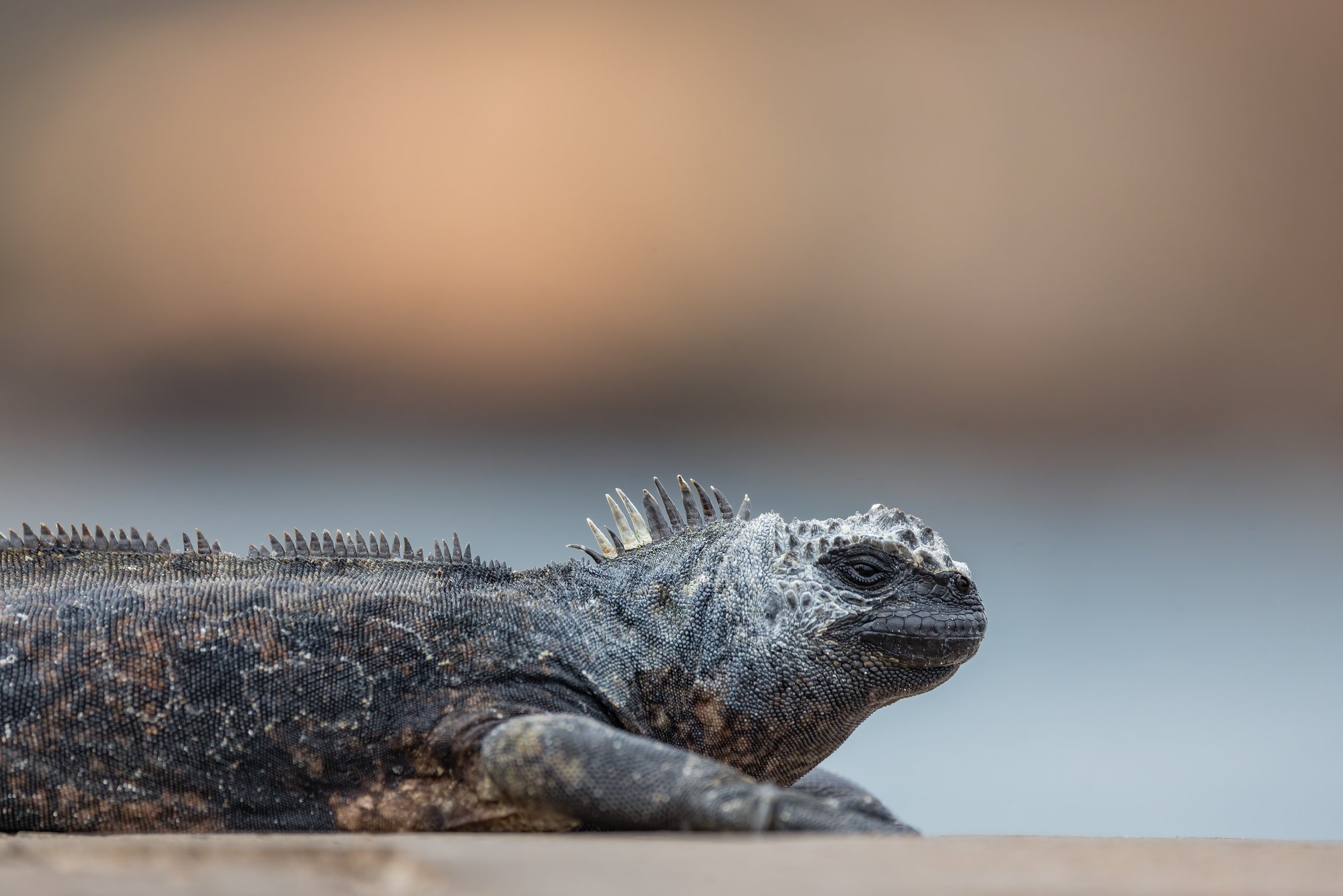 Dragon Pose. Galapagos, Ecuador (Oct. 2023)