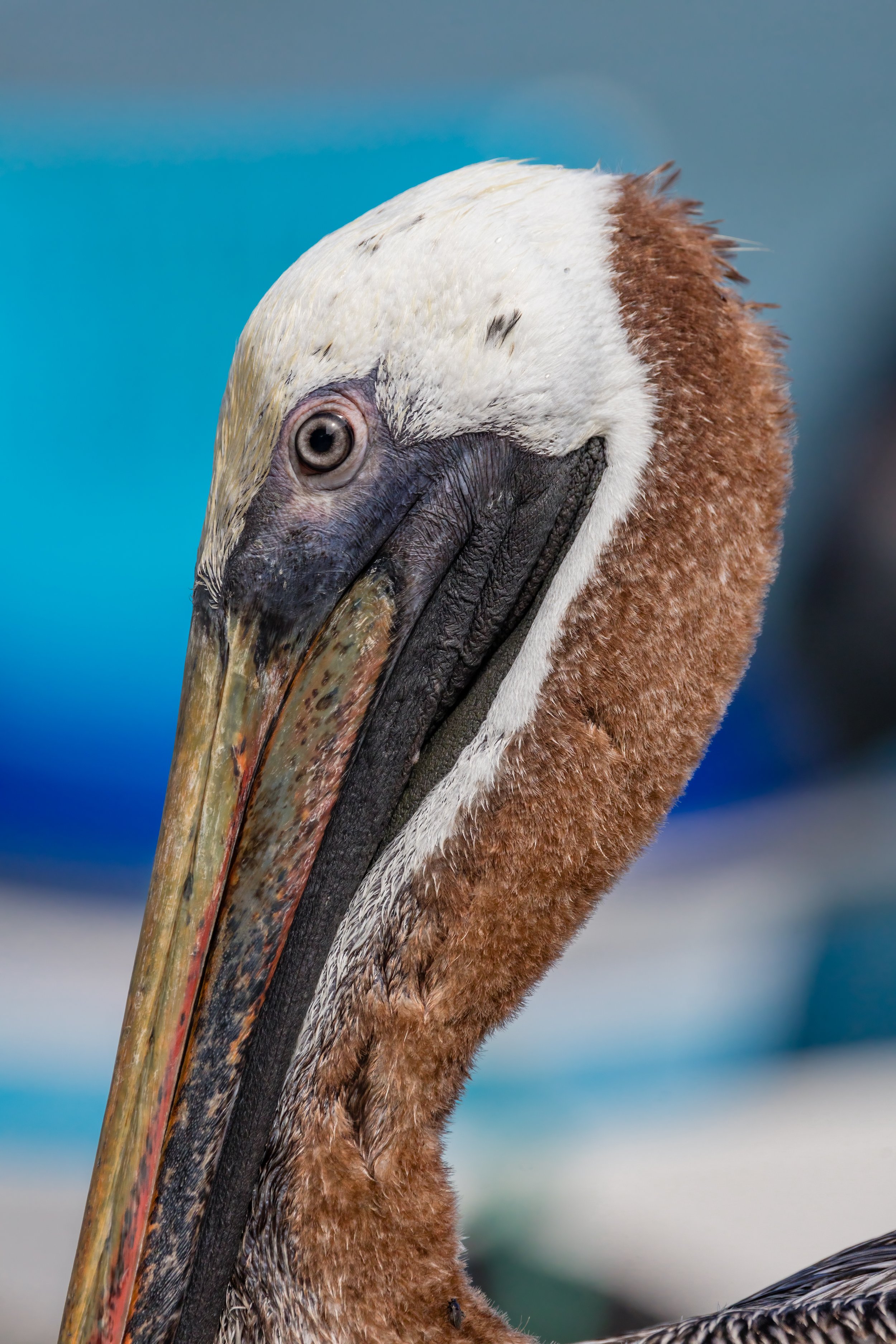 Pelican Profile. Galapagos, Ecuador (Oct. 2023)