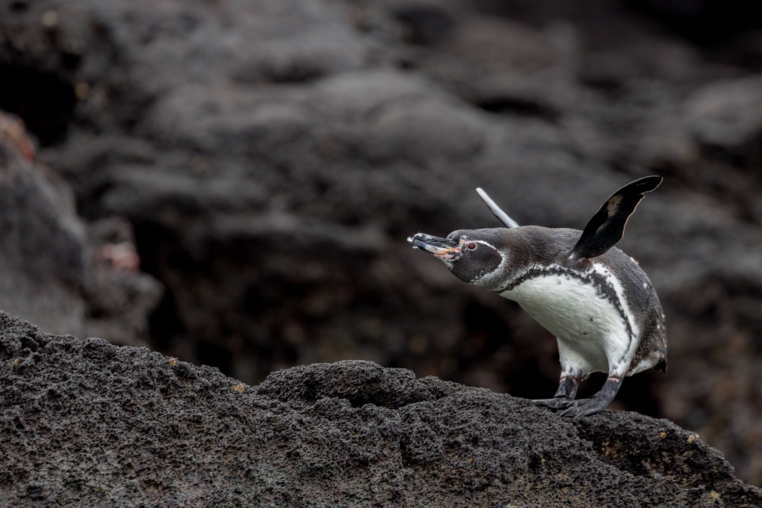 Take A Bow. Galapagos, Ecuador (Oct. 2023)