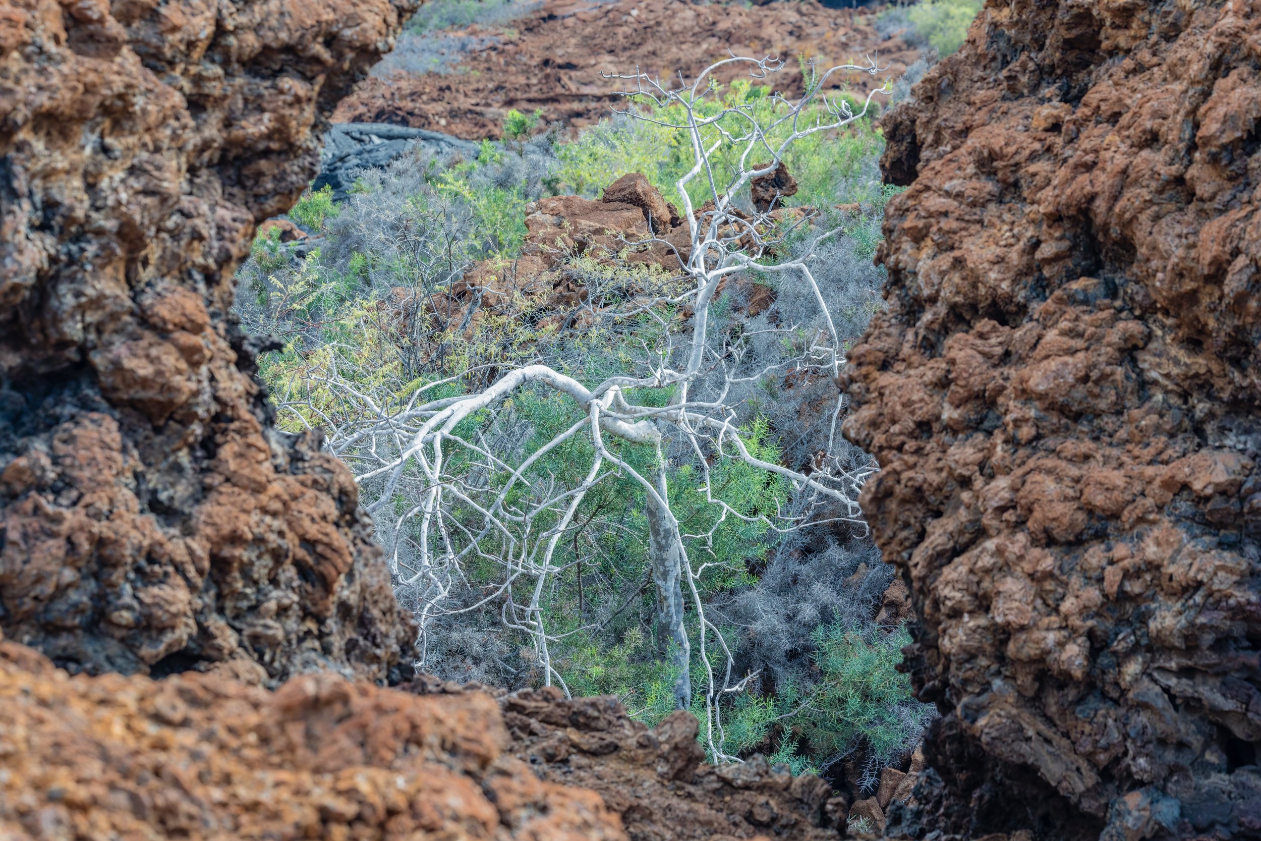 Between Rocks And Hard Places. Galapagos, Ecuador (Oct. 2023)
