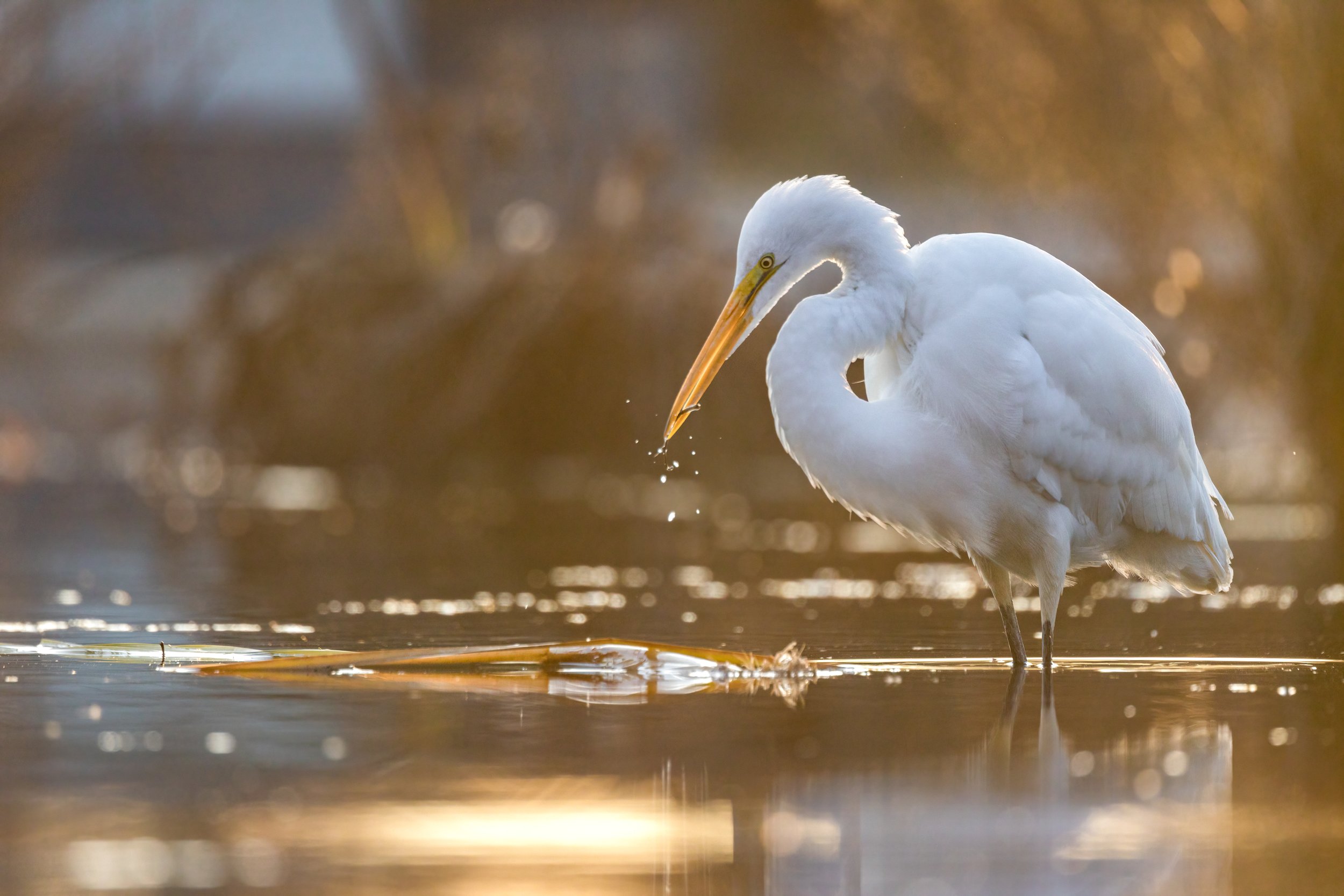 Golden Pond (Dec. 2023)