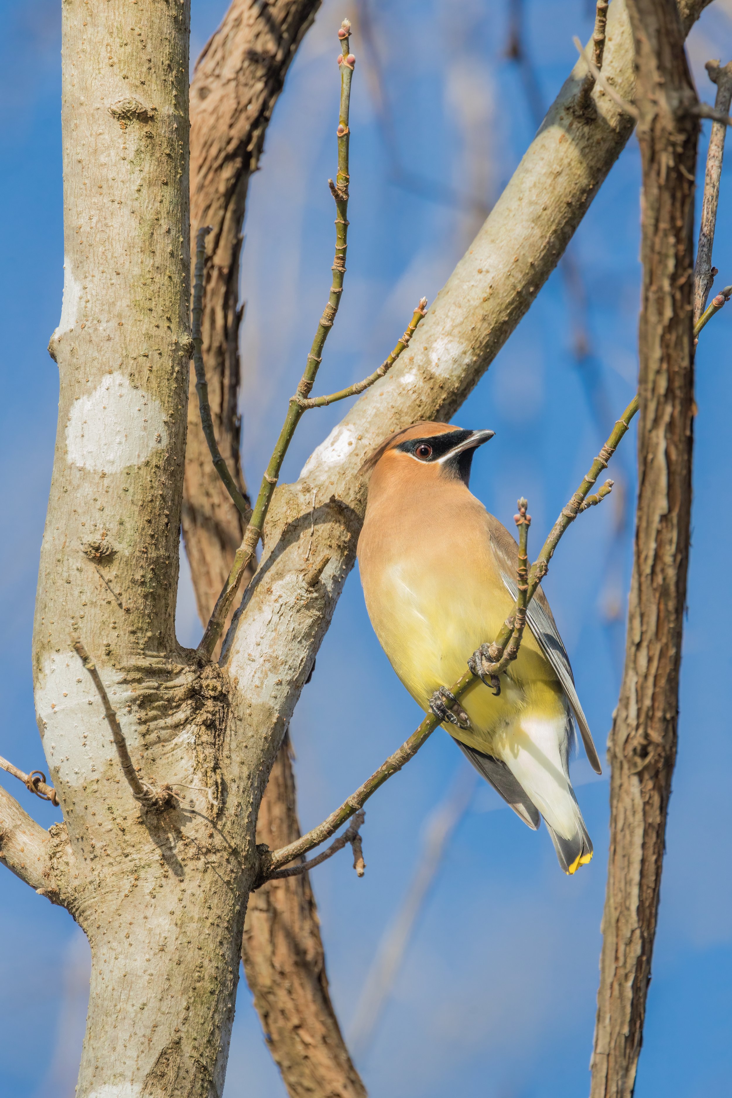 Cedar Waxwing. Maryland (Dec. 2023)