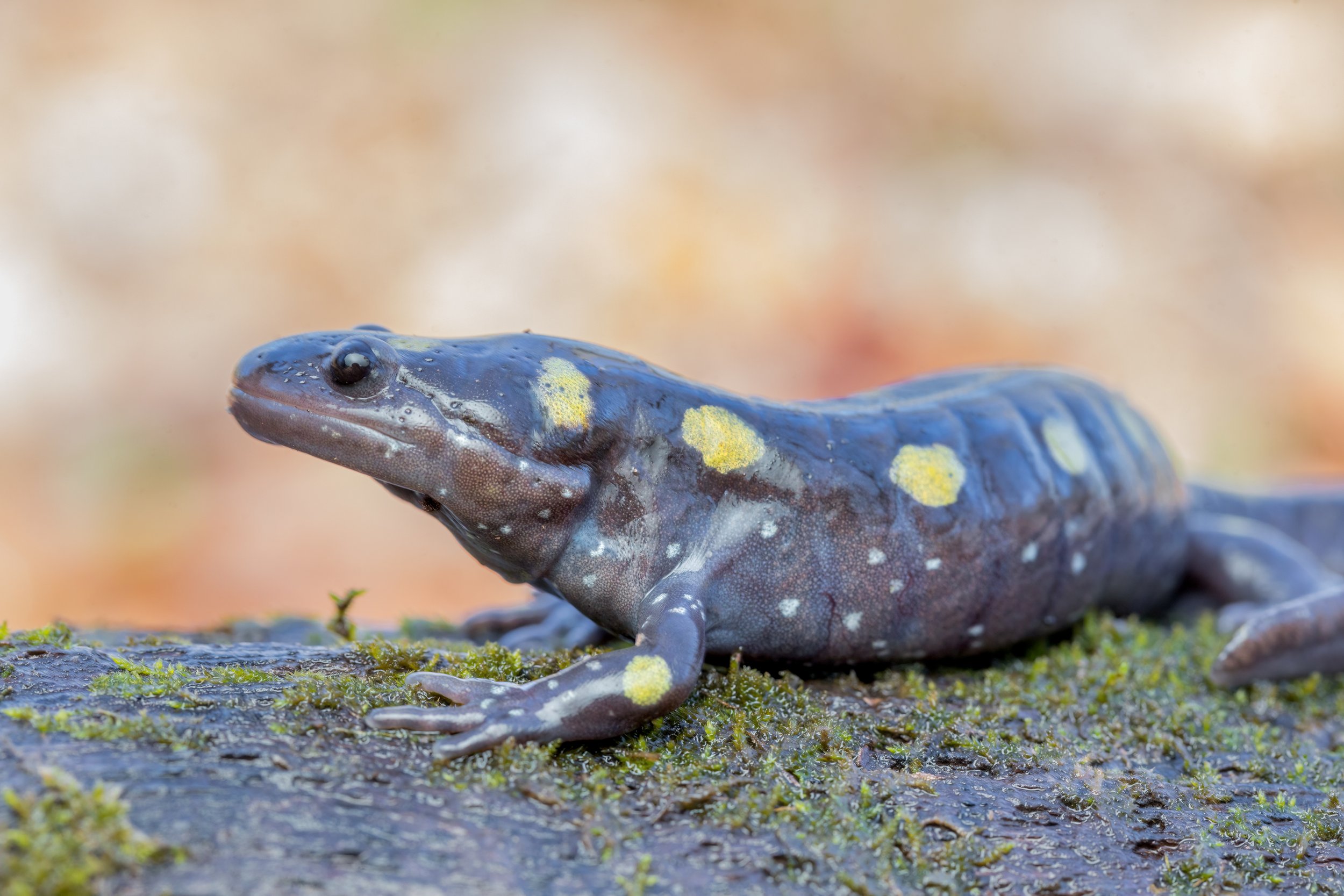 Spotted Salamander (Mar. 2024)