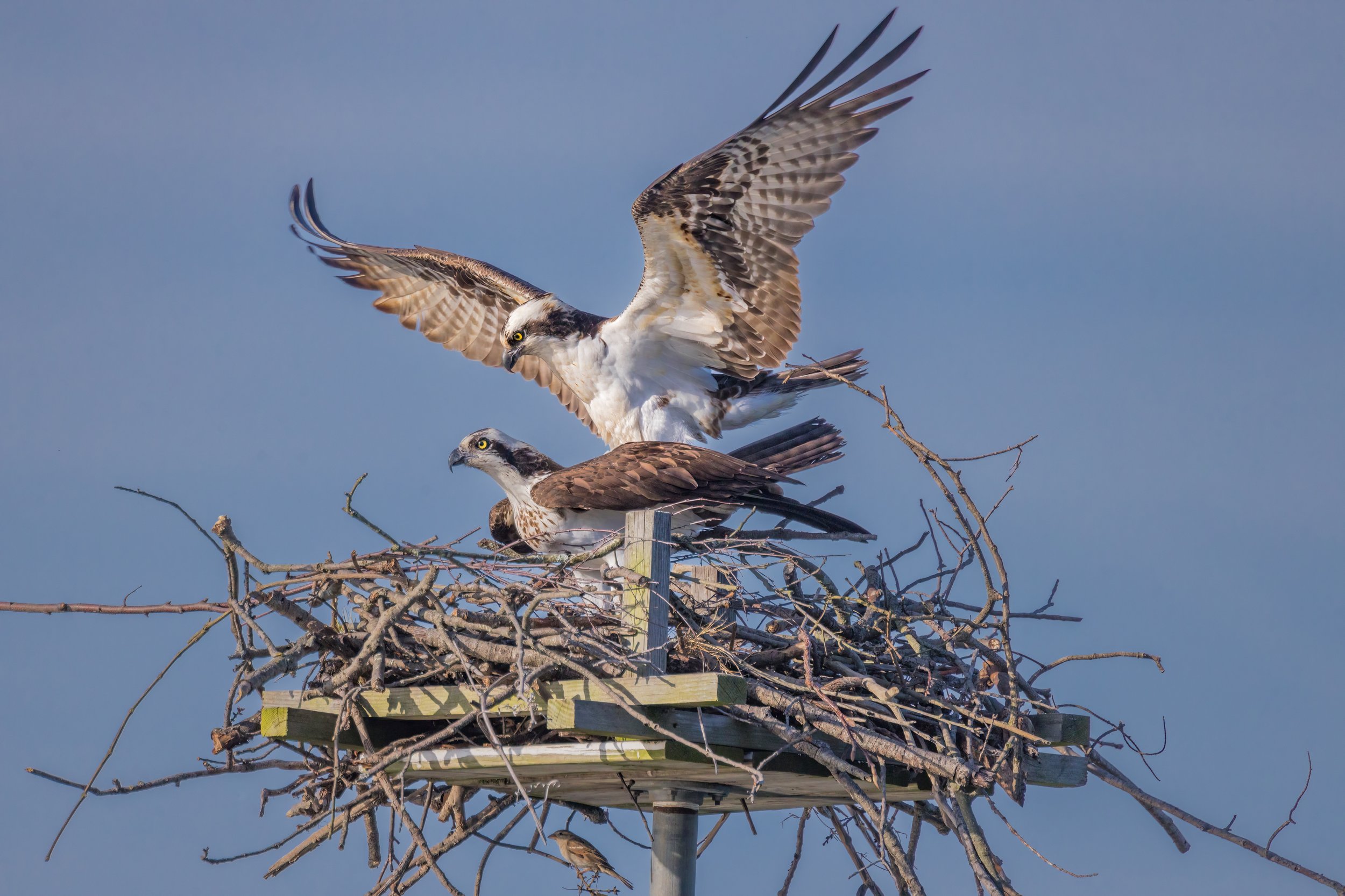 Spring Dance. Annapolis, Md. (Mar. 2024)