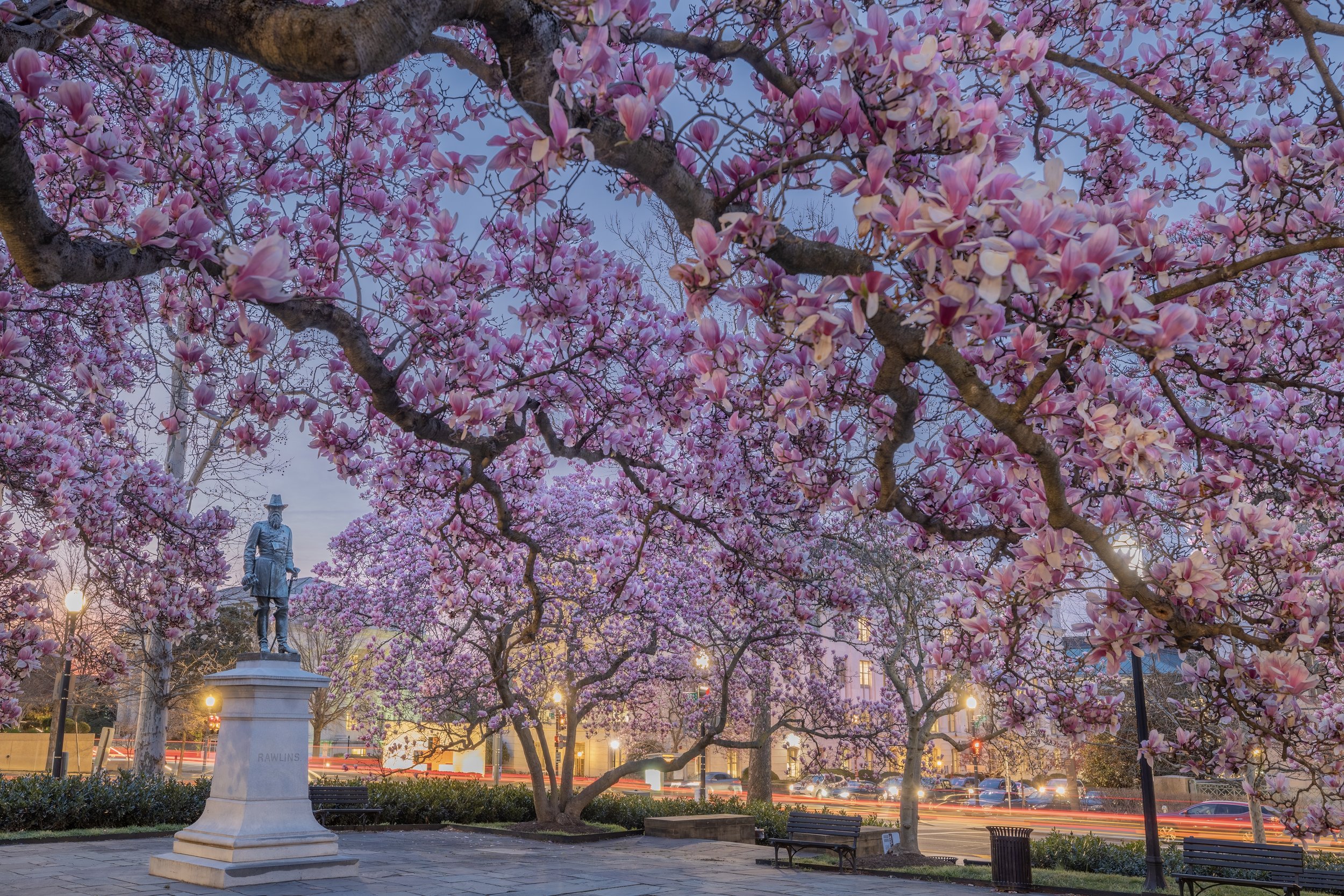 Magnolia Bloom. Washington, D.C. (Mar. 2024)