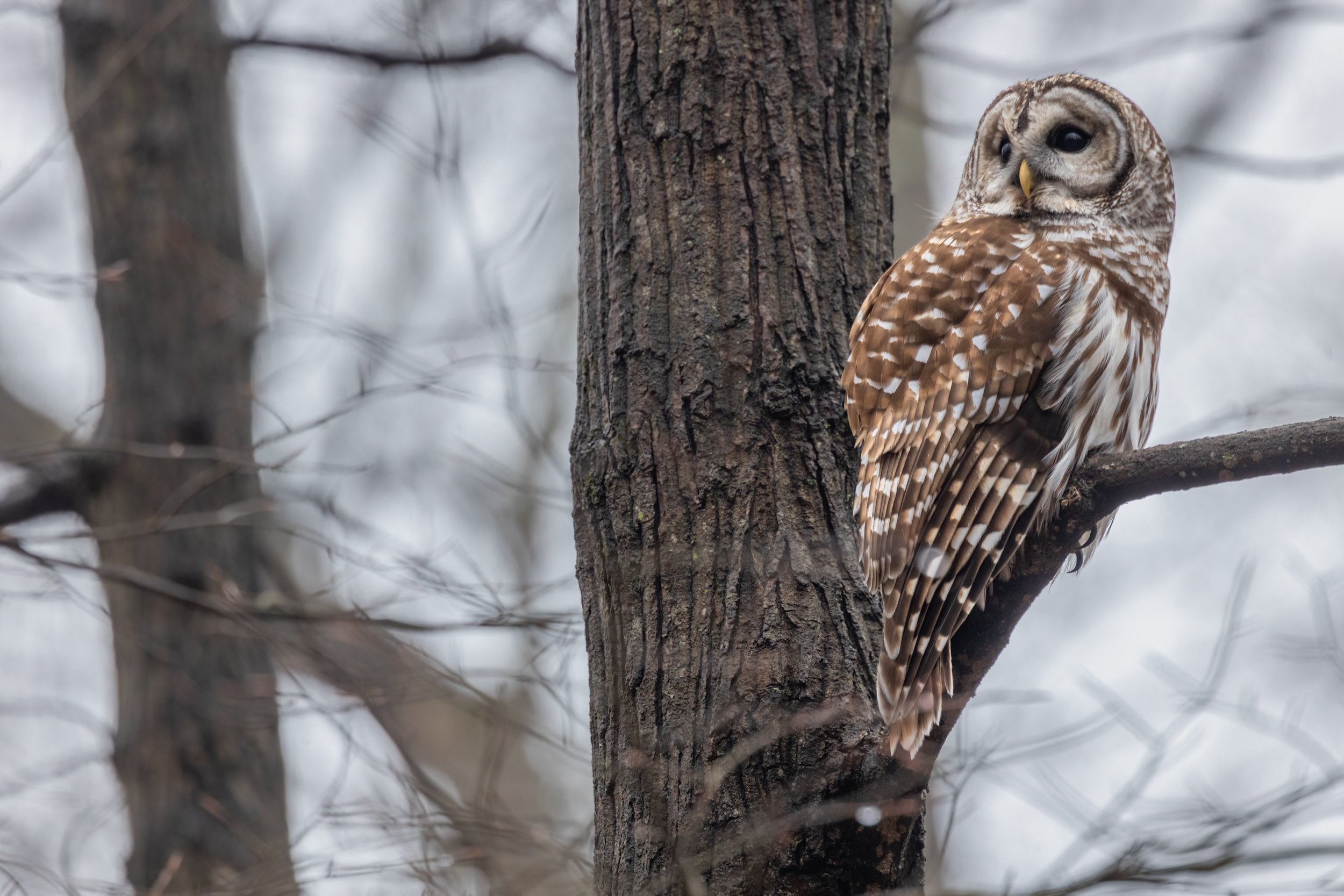 Night Watch (Mar. 2024)