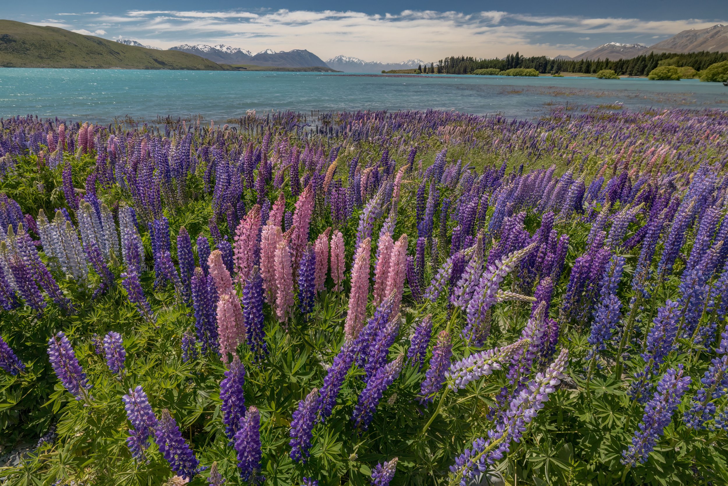 (Lupin) Bloom With A View. Lake Tekapo, N.Z. (Nov. 2024)