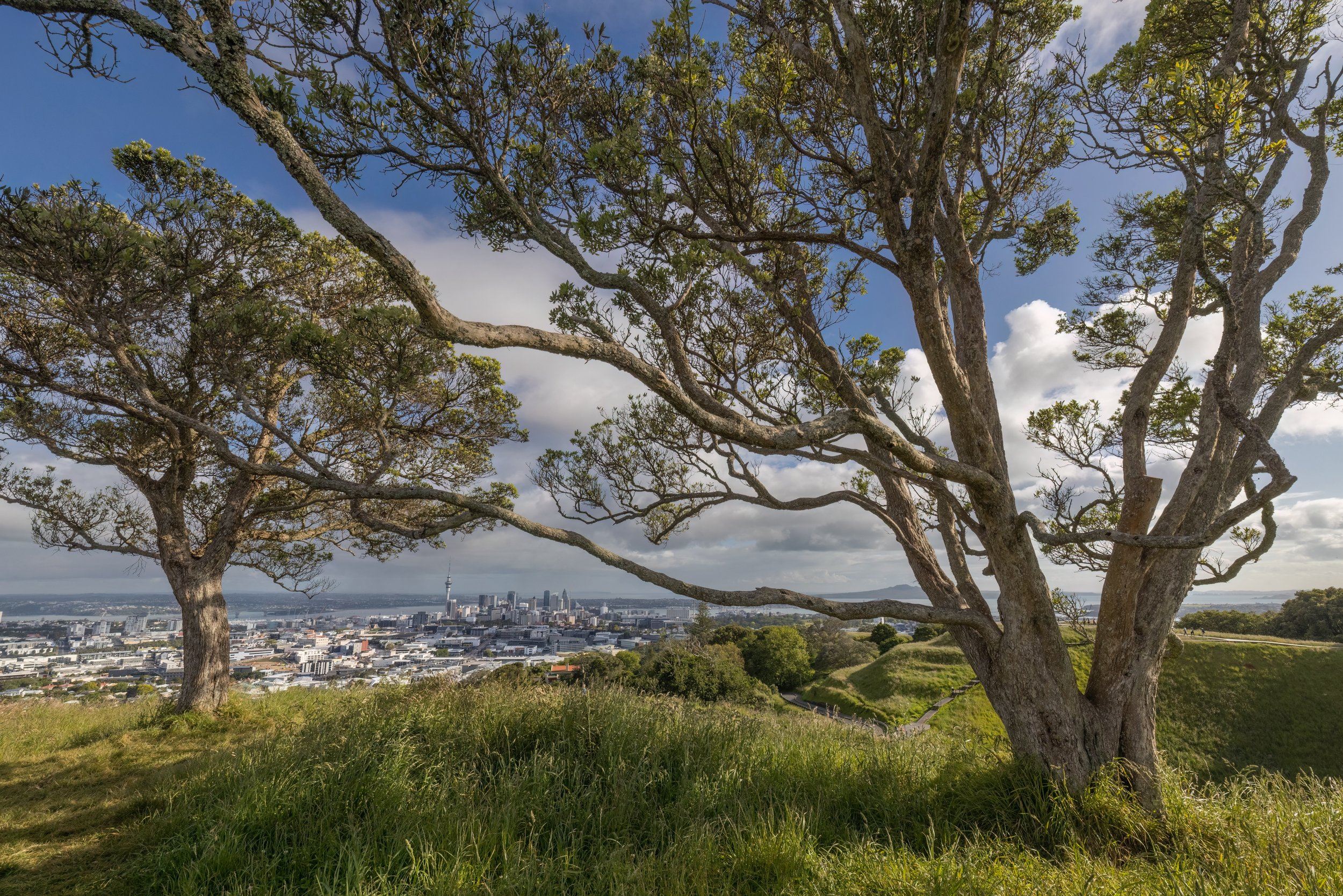 Maungawhau. Auckland, N.Z. (Nov. 2024)