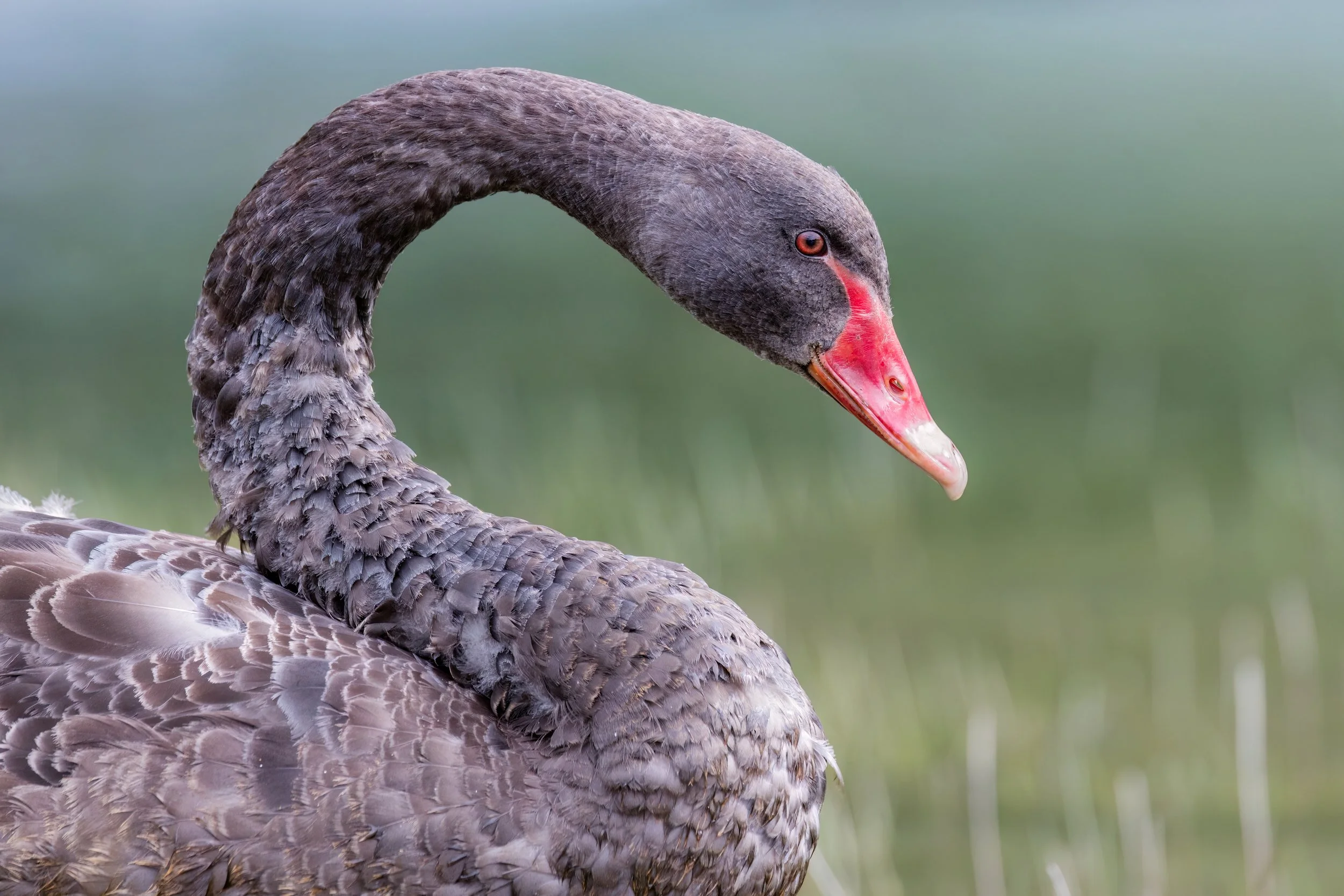 Black Swan. Glenorchy, N.Z. (Nov. 2024)
