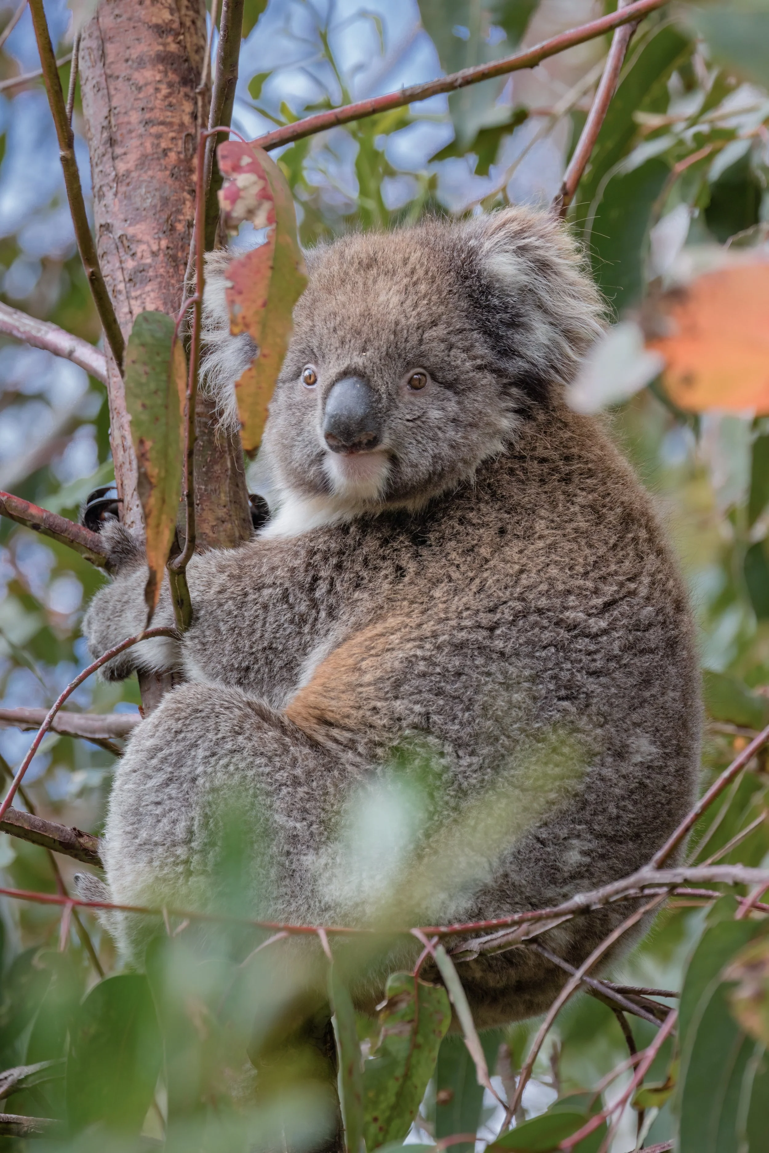 Koala. Kangaroo Island, Aust. (Dec. 2024)