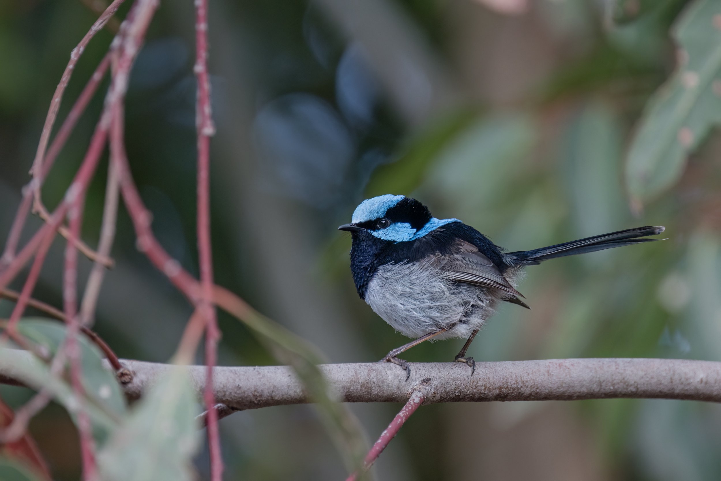Superb Fairywren. Kangaroo Island, Aust. (Dec. 2024)