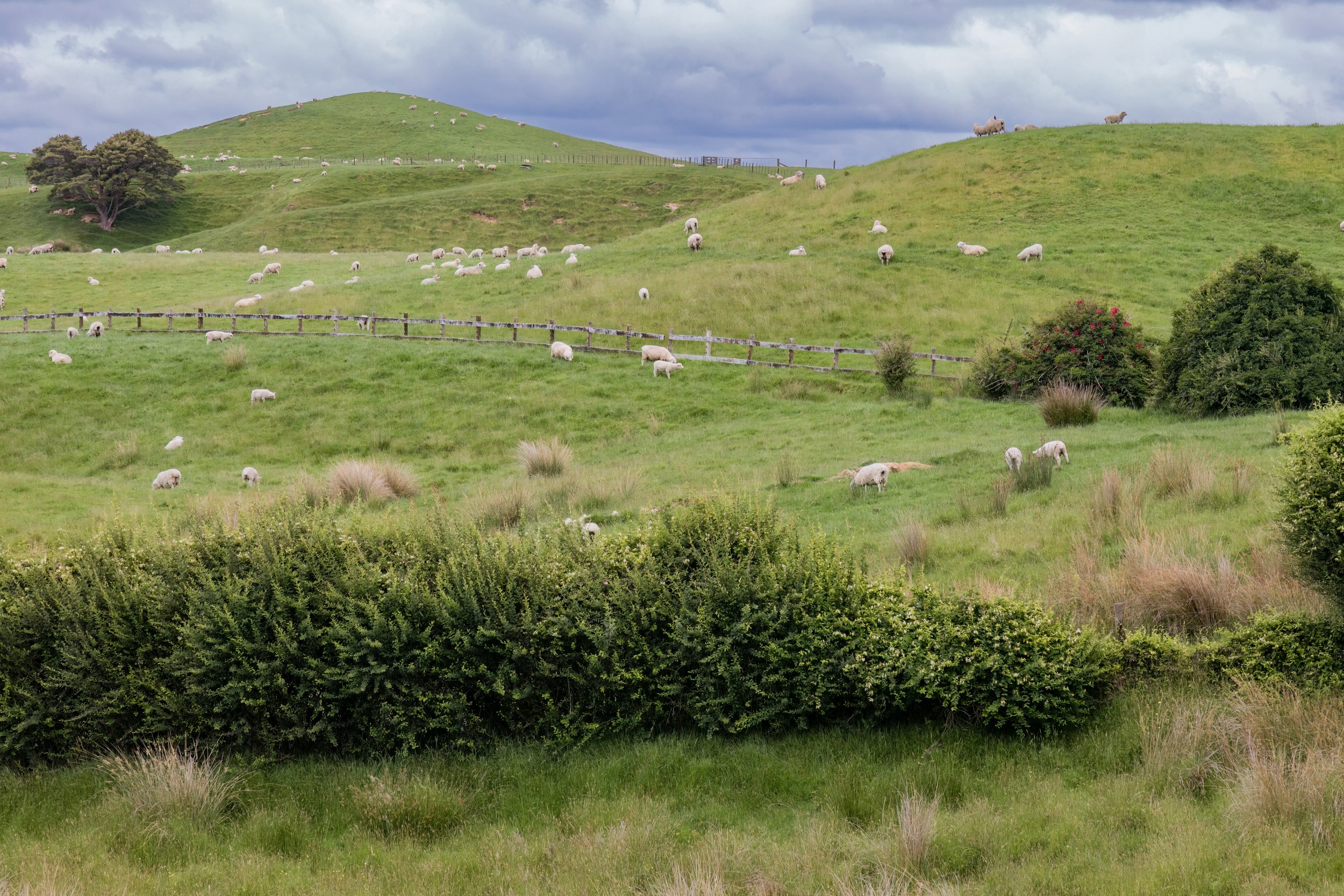 Green Hills. Matamata, N.Z. (Nov. 2024)