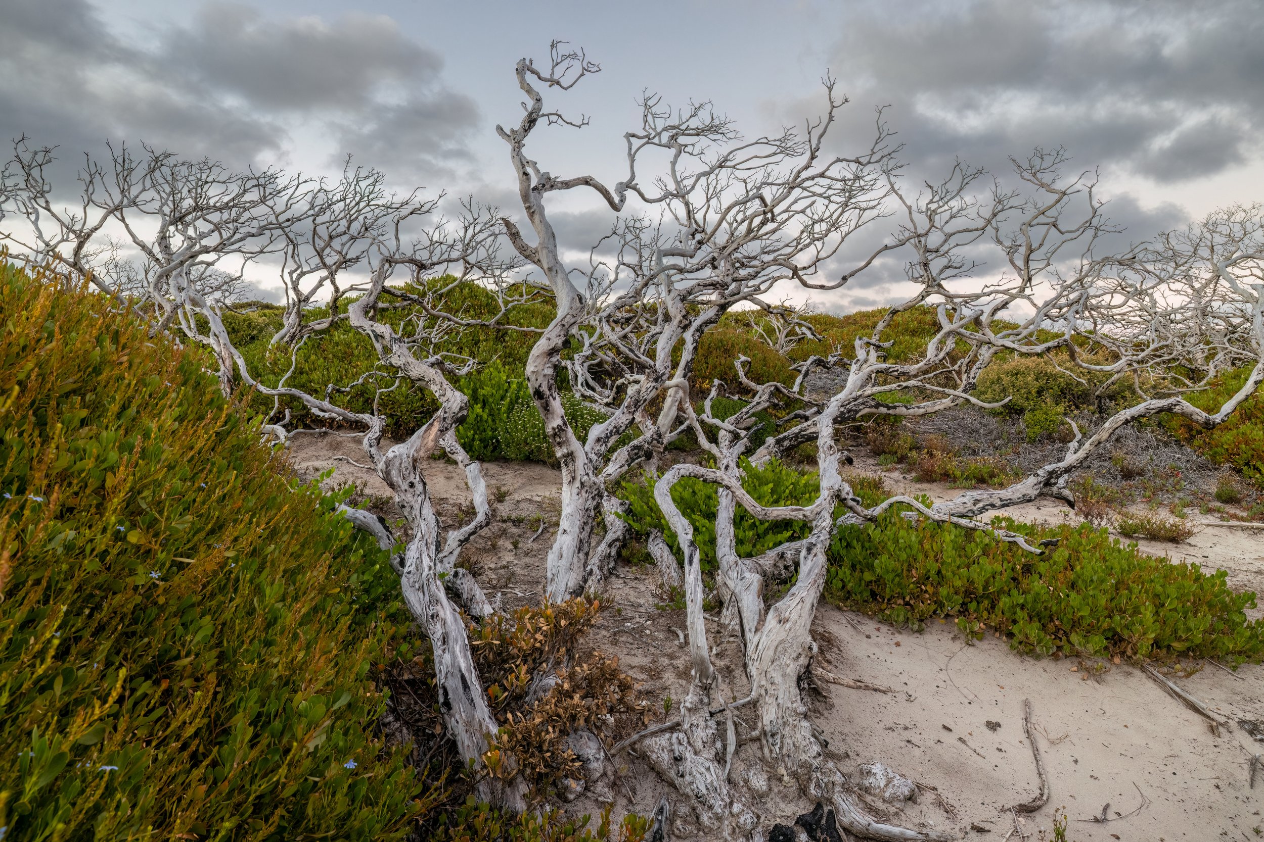 Salt Twists. Kangaroo Island, Aust. (Dec. 2024)
