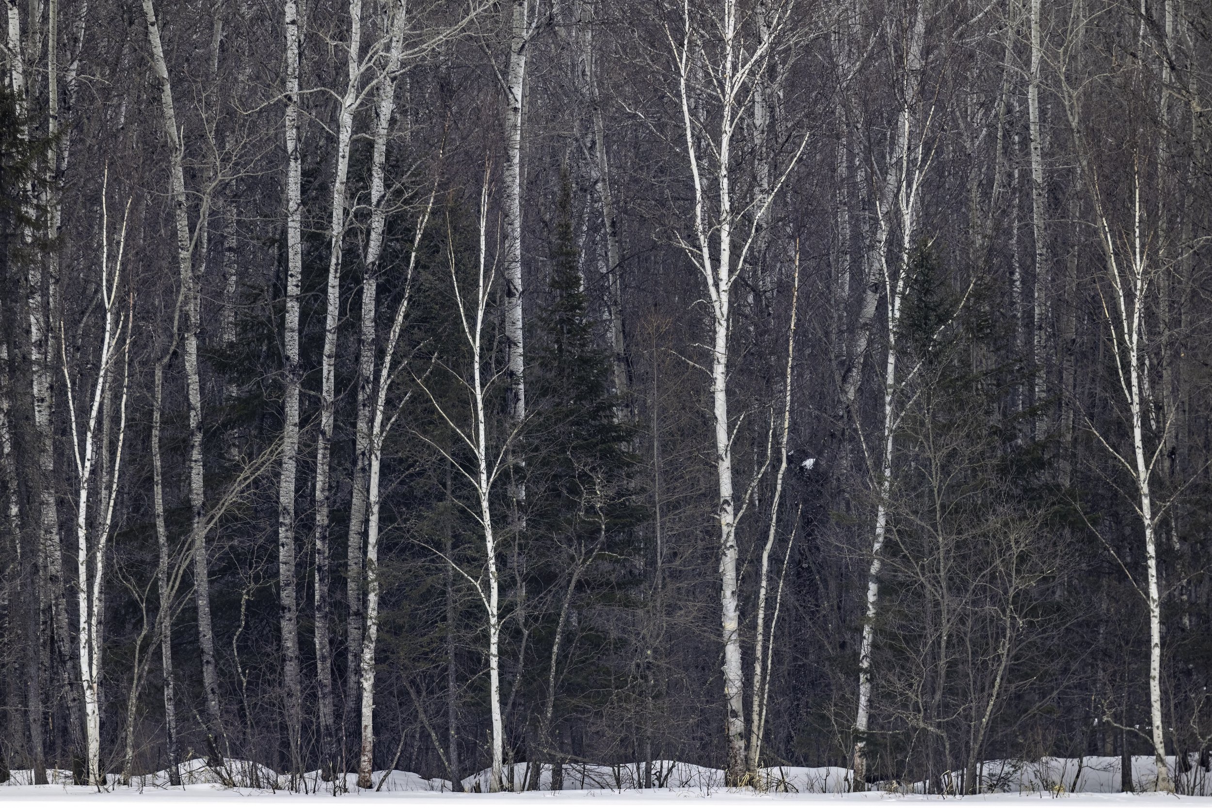 Birch Row. Minnesota (Feb. 2025)