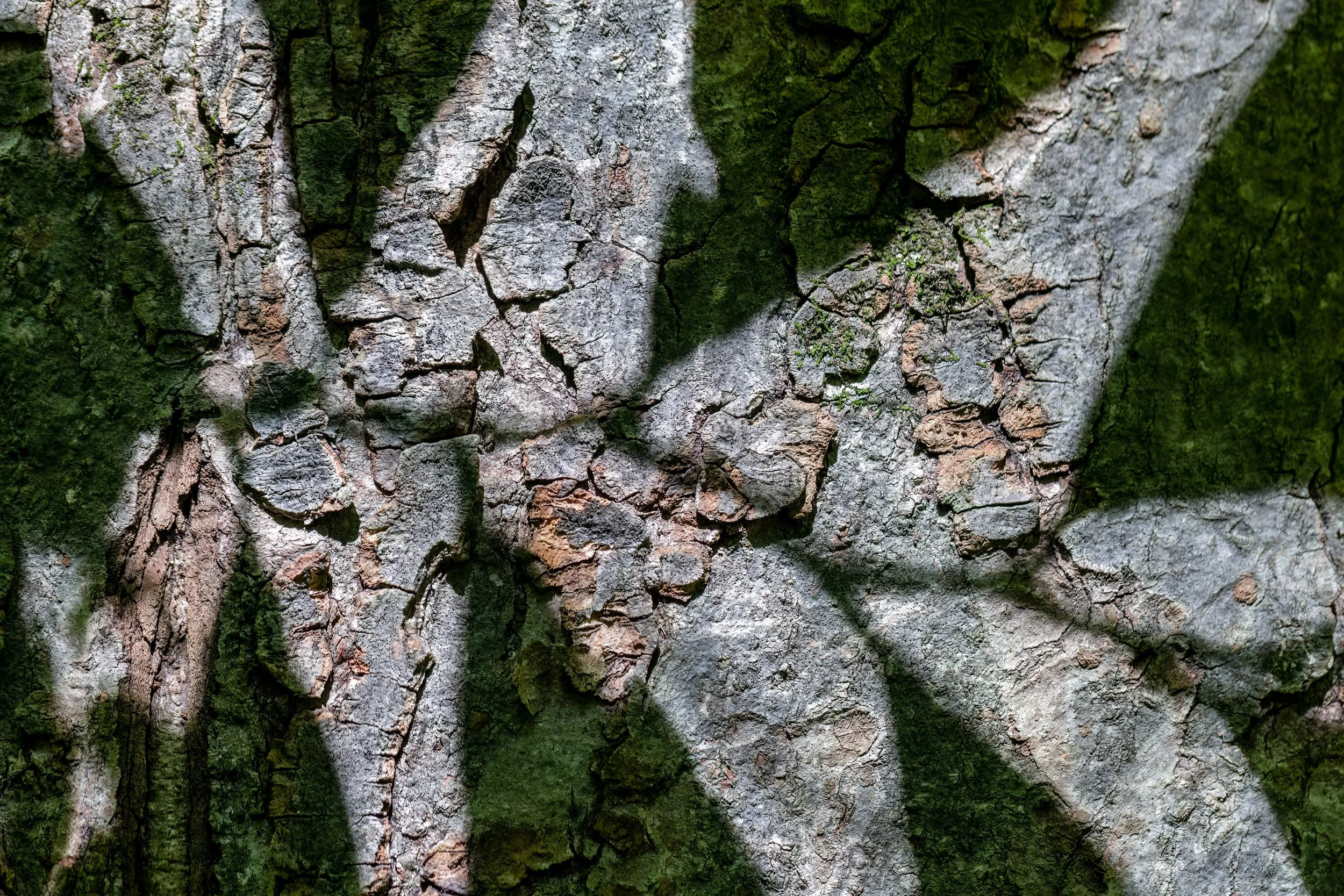 Shadow Vertebrae. Virginia (Aug. 2025) 