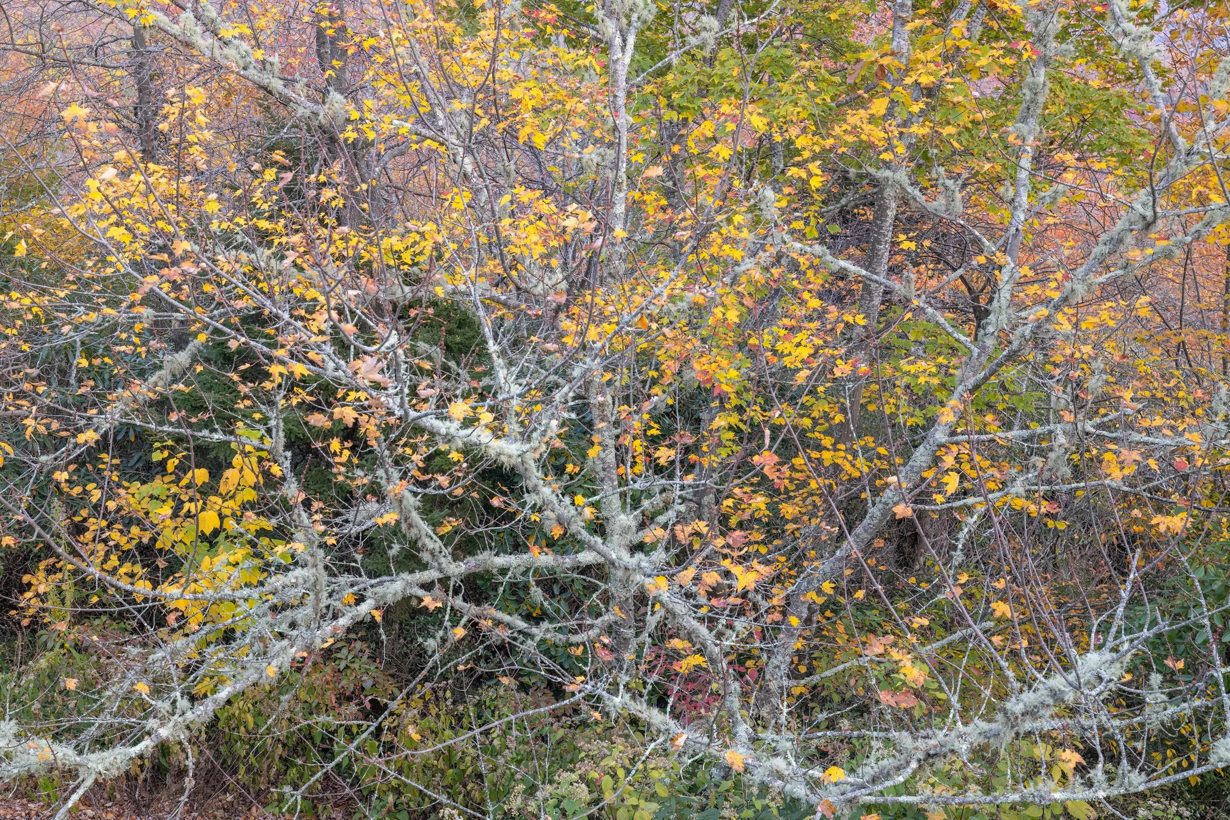 Tangled Up In Yellow. Linville, N.C. (Oct. 2025)