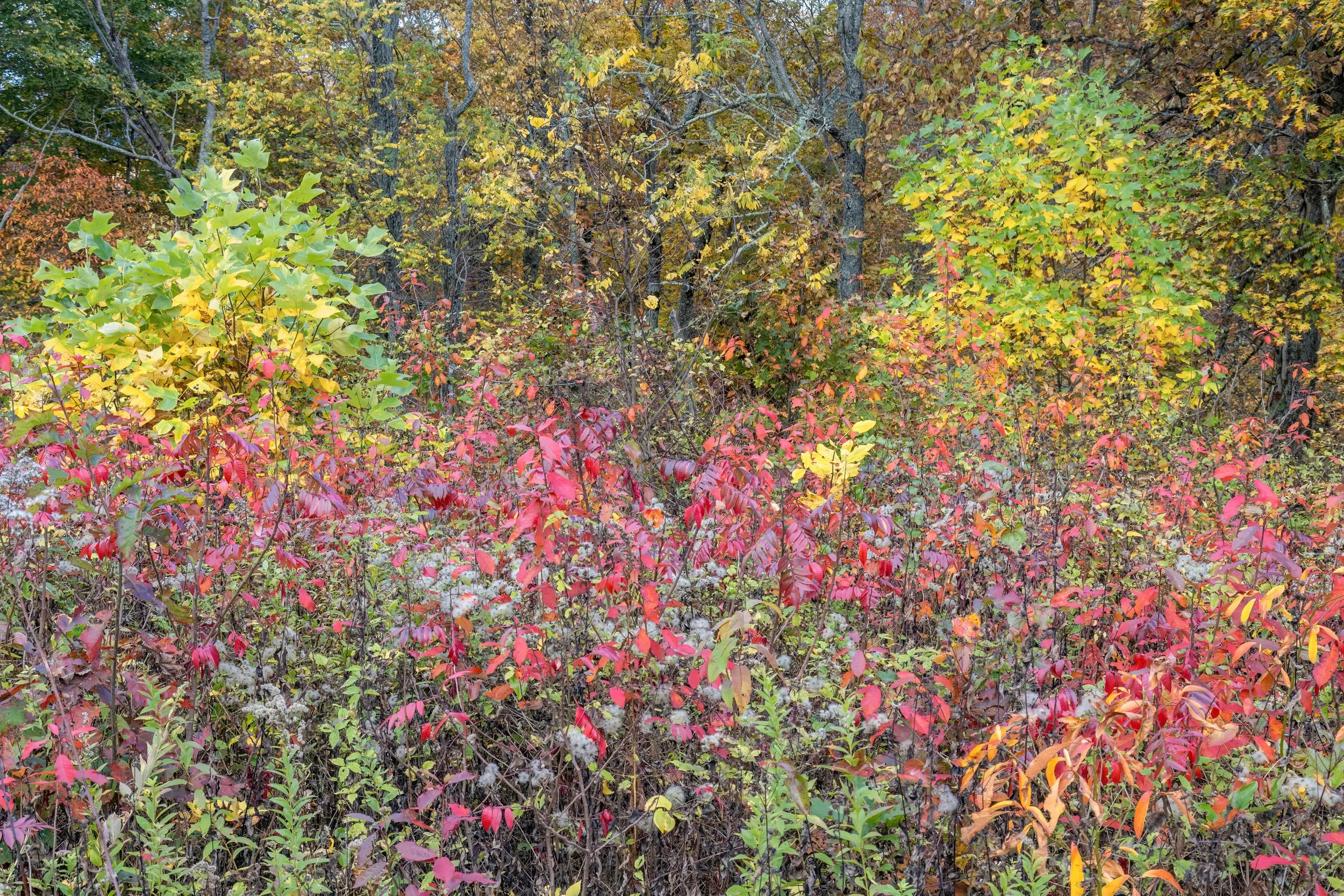 Nature Synth Mode. Linville, N.C. (Oct. 2025)