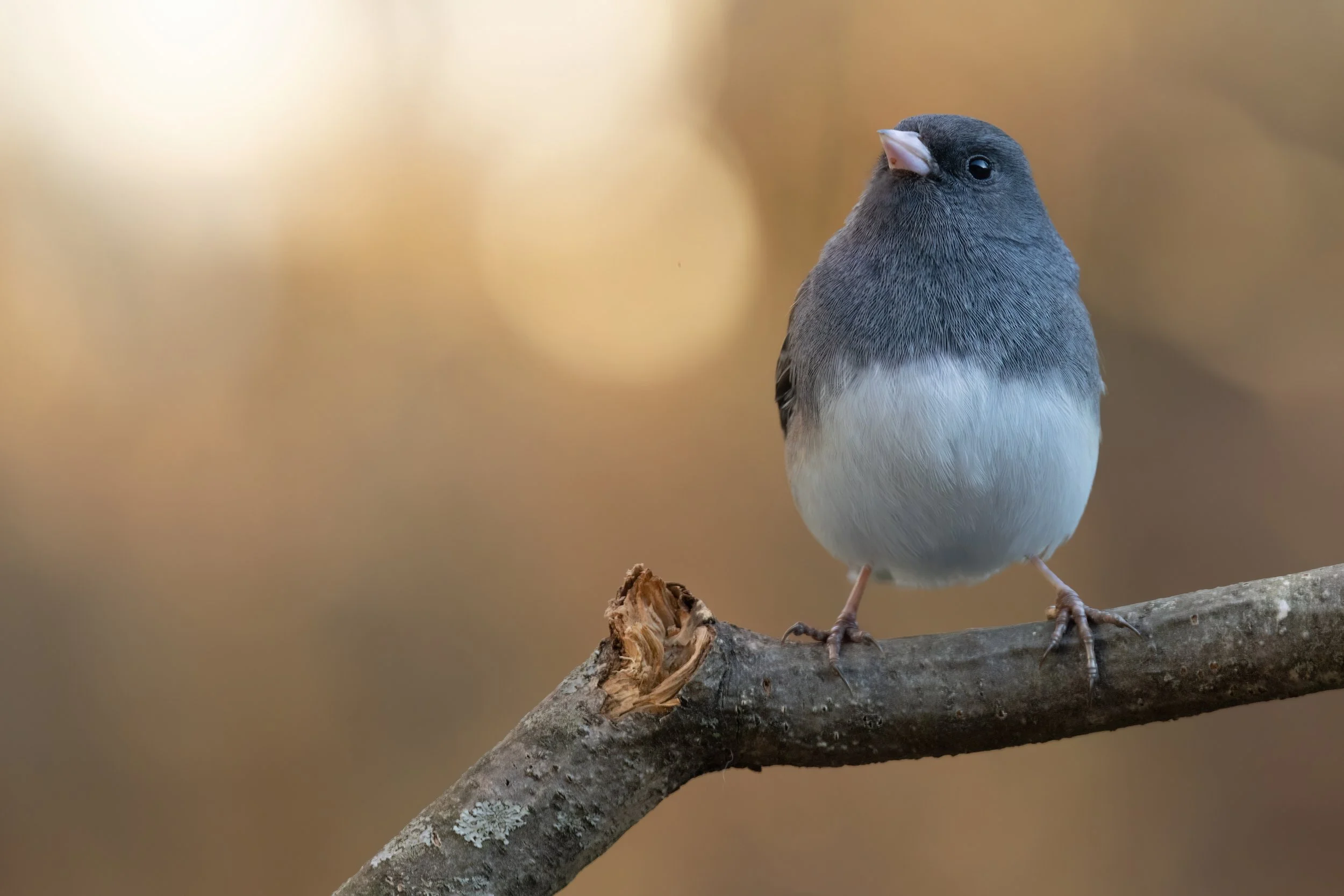 Golden Junco. Washington, D.C. (Jan. 2026)