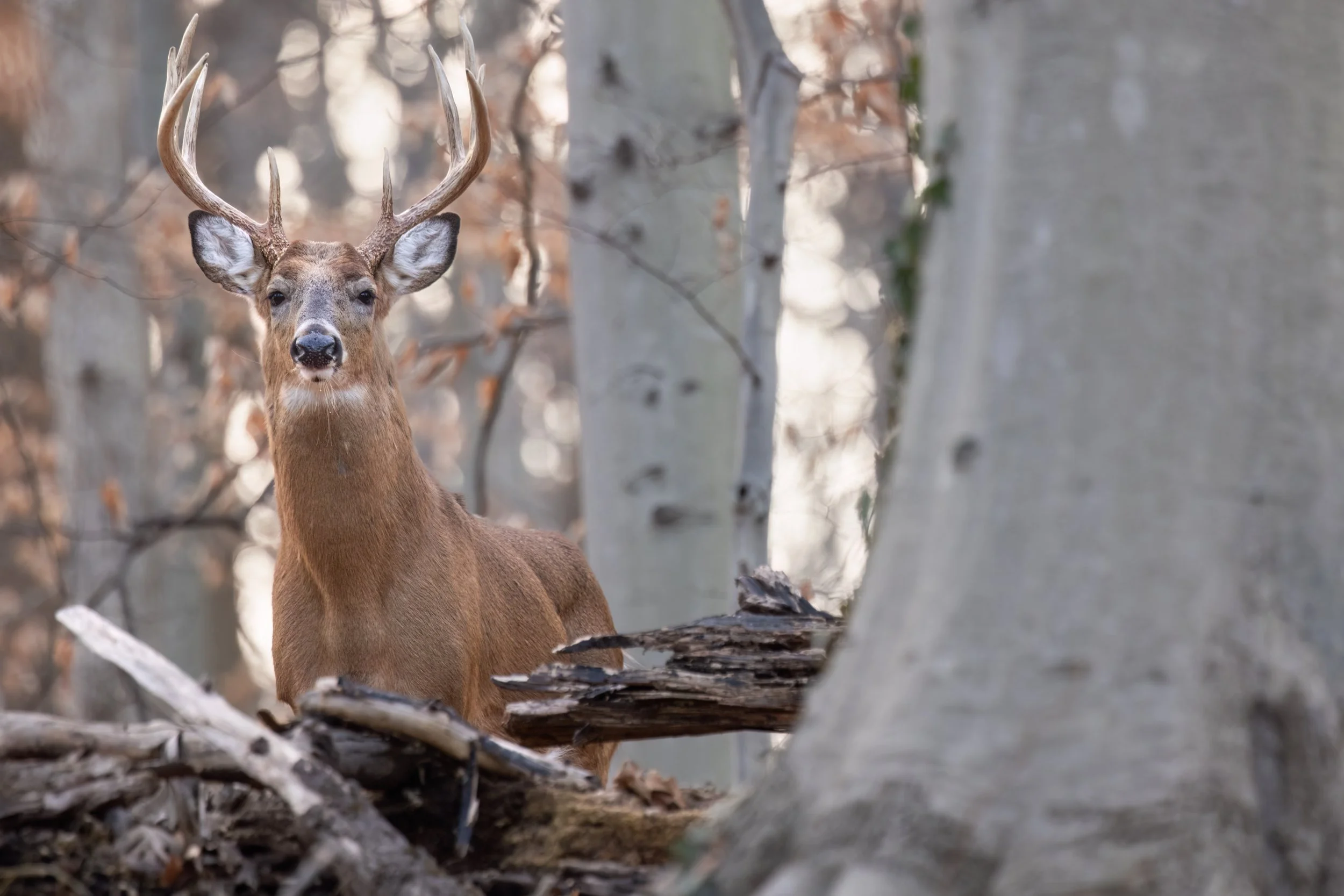 Golden Buck. Washington, D.C. (Jan. 2026)
