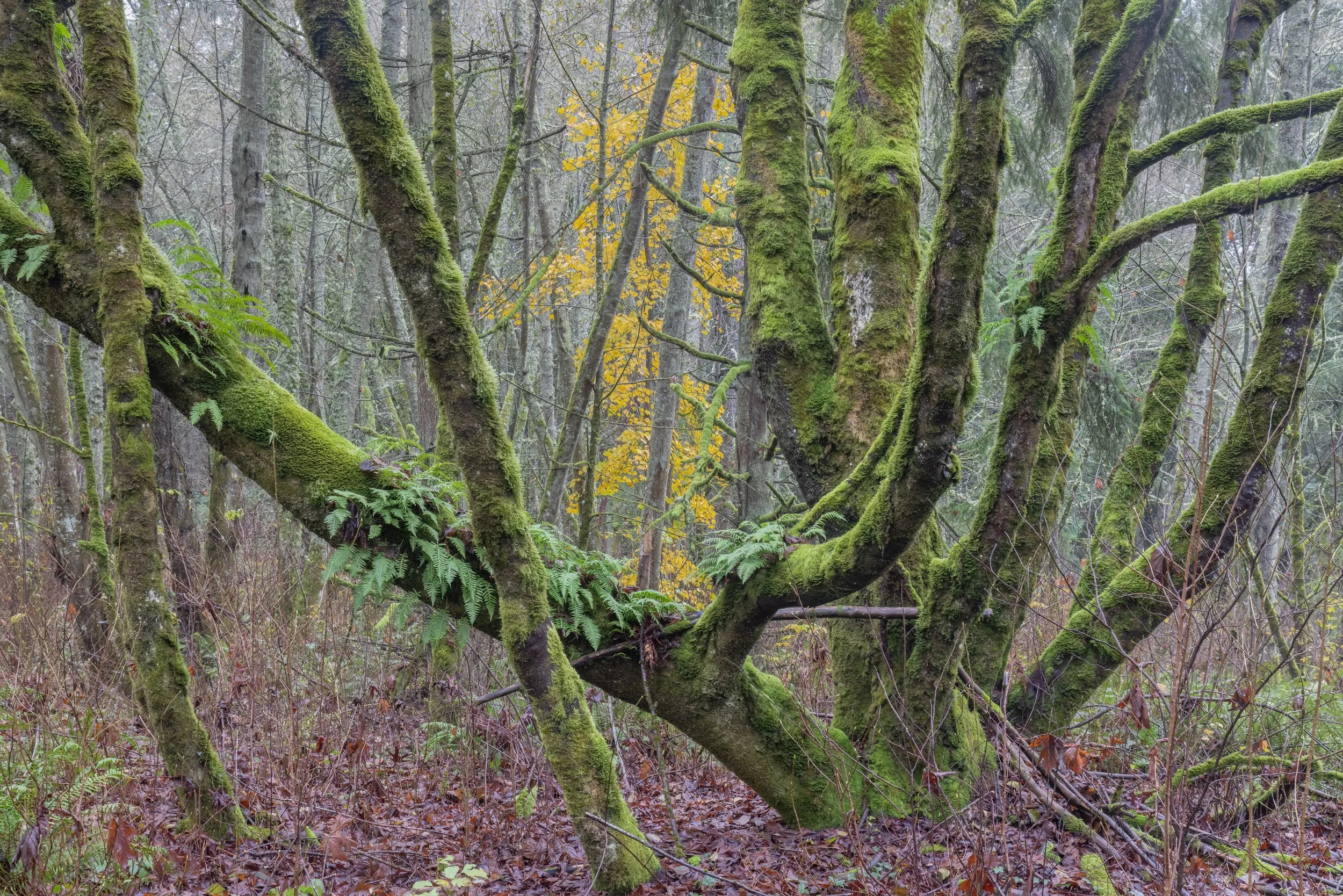 Bathed In Green. Seattle, Wash. (Dec. 2025)