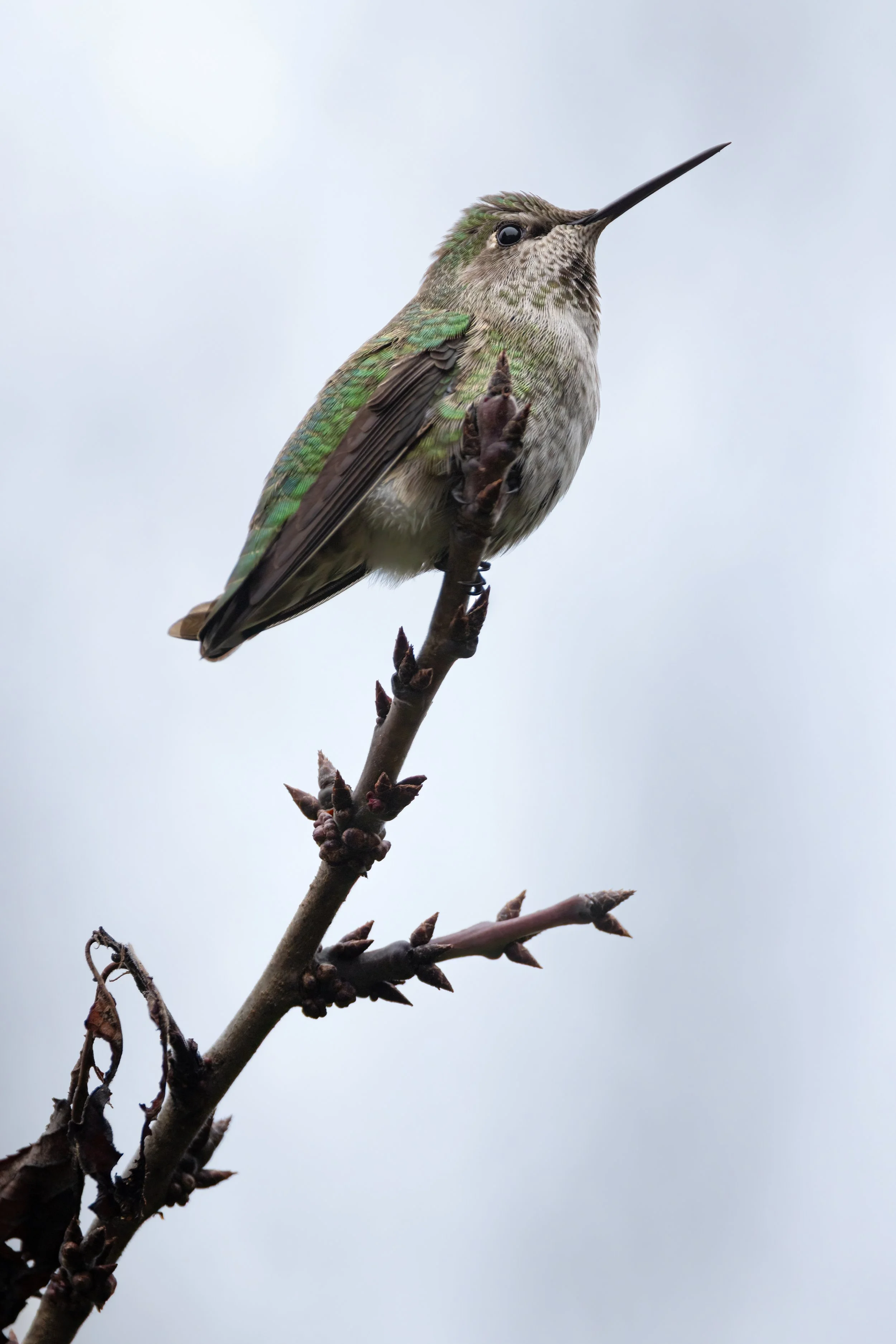 At Rest. Seattle, Wash. (Dec. 2025)