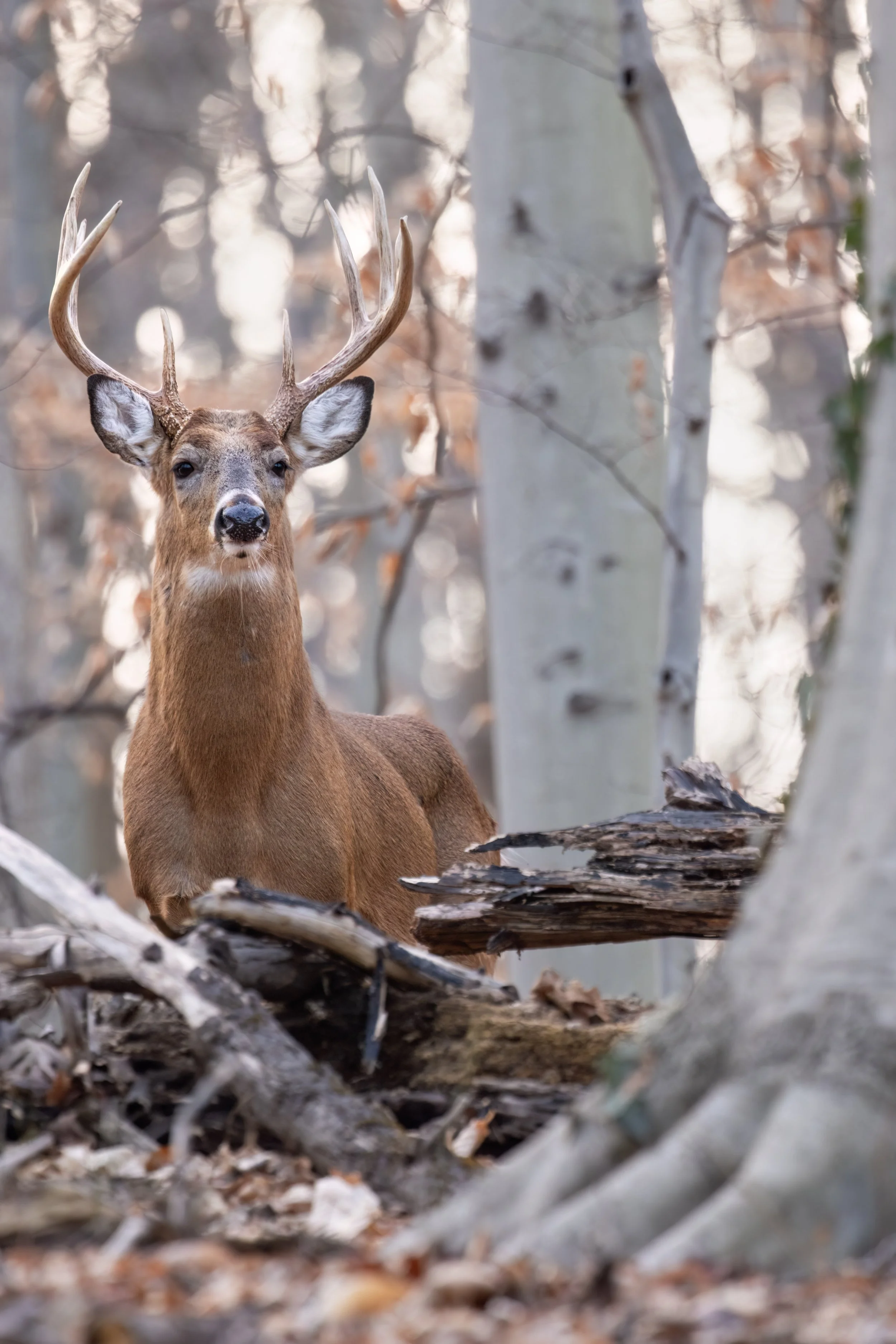 Golden Buck. Washington, D.C. (Jan. 2026)