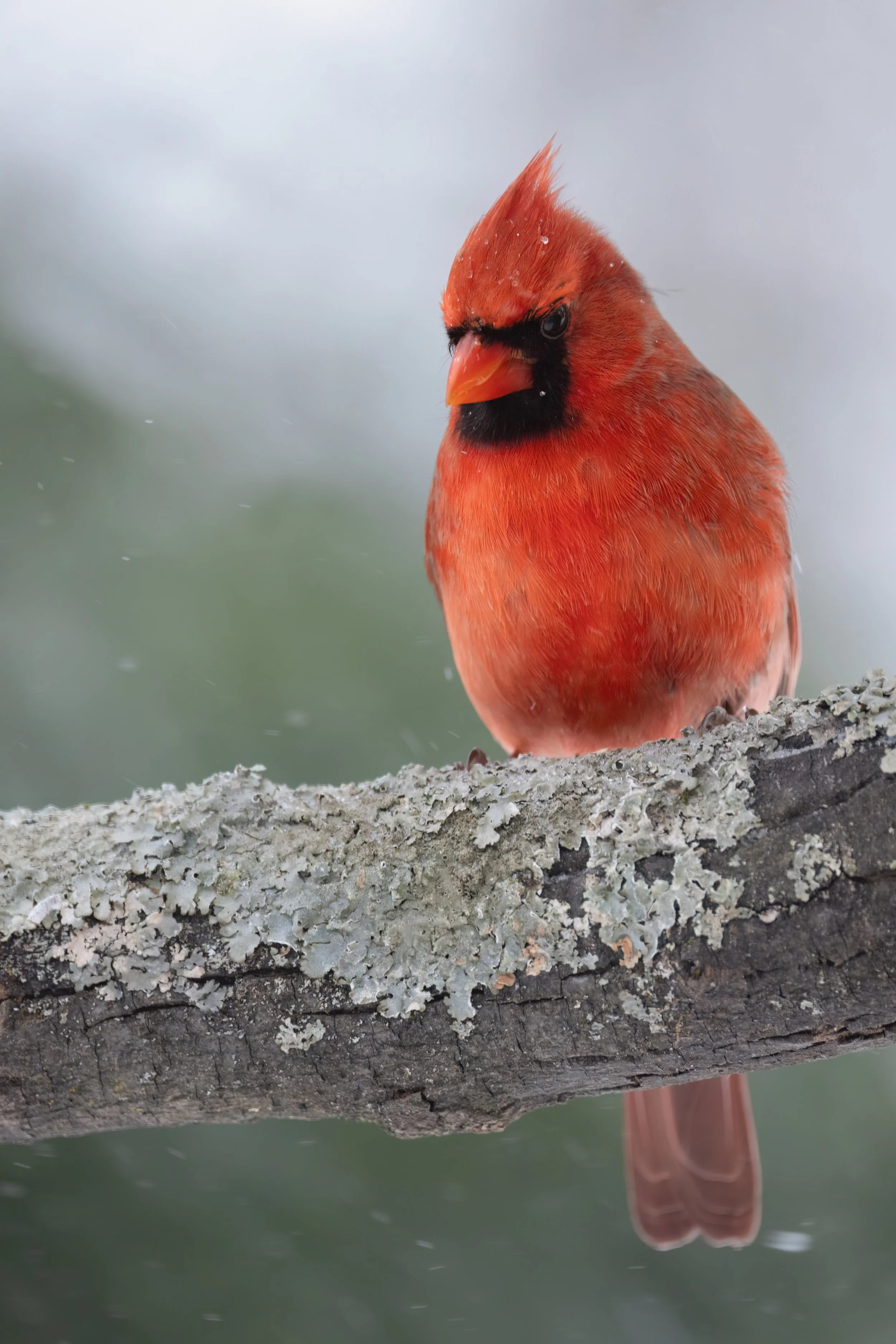 Cardinal In Snow. Washington, D.C. (Jan. 2026)